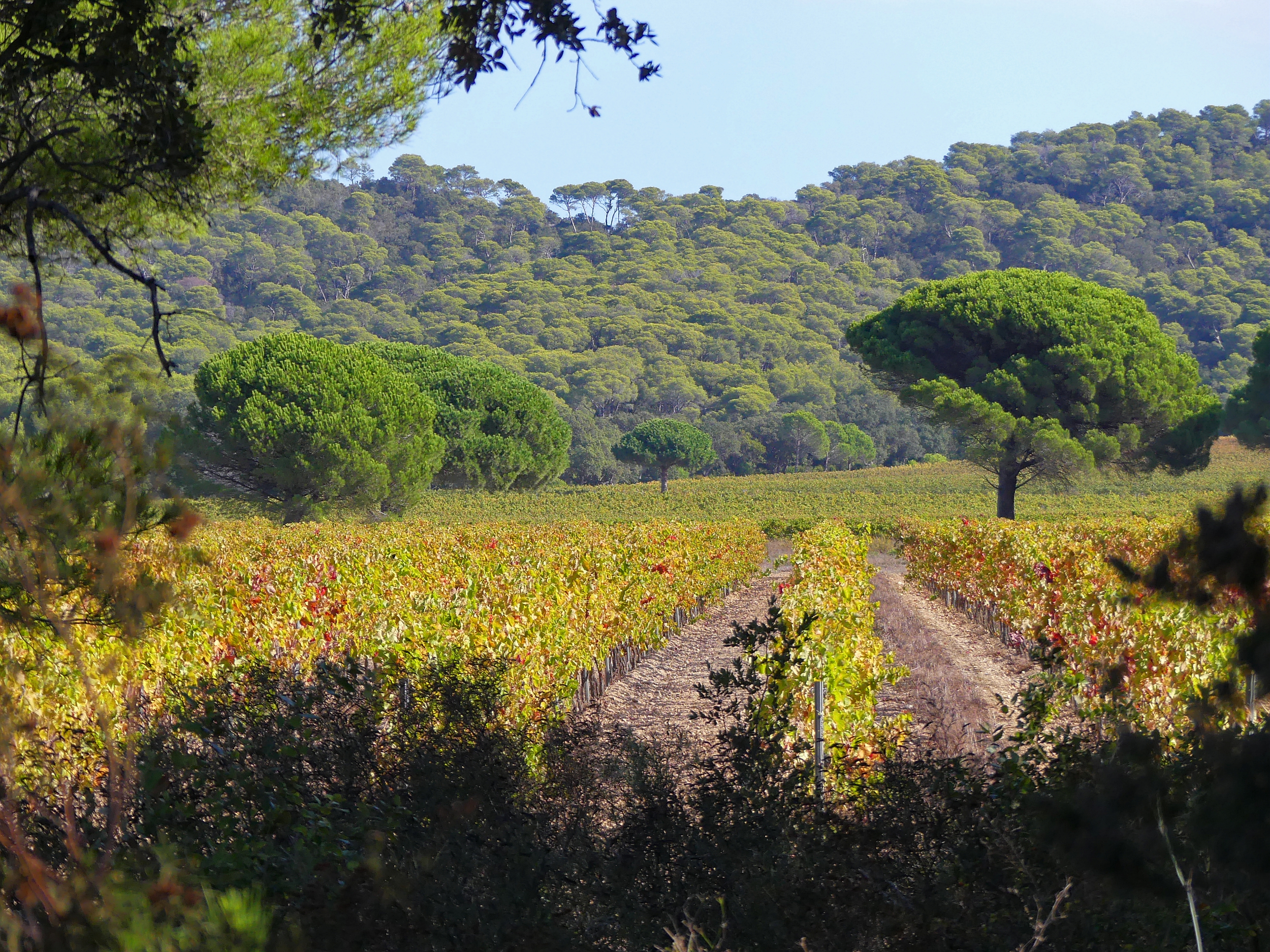 Paysage porquerollais - Muriel Gasquy