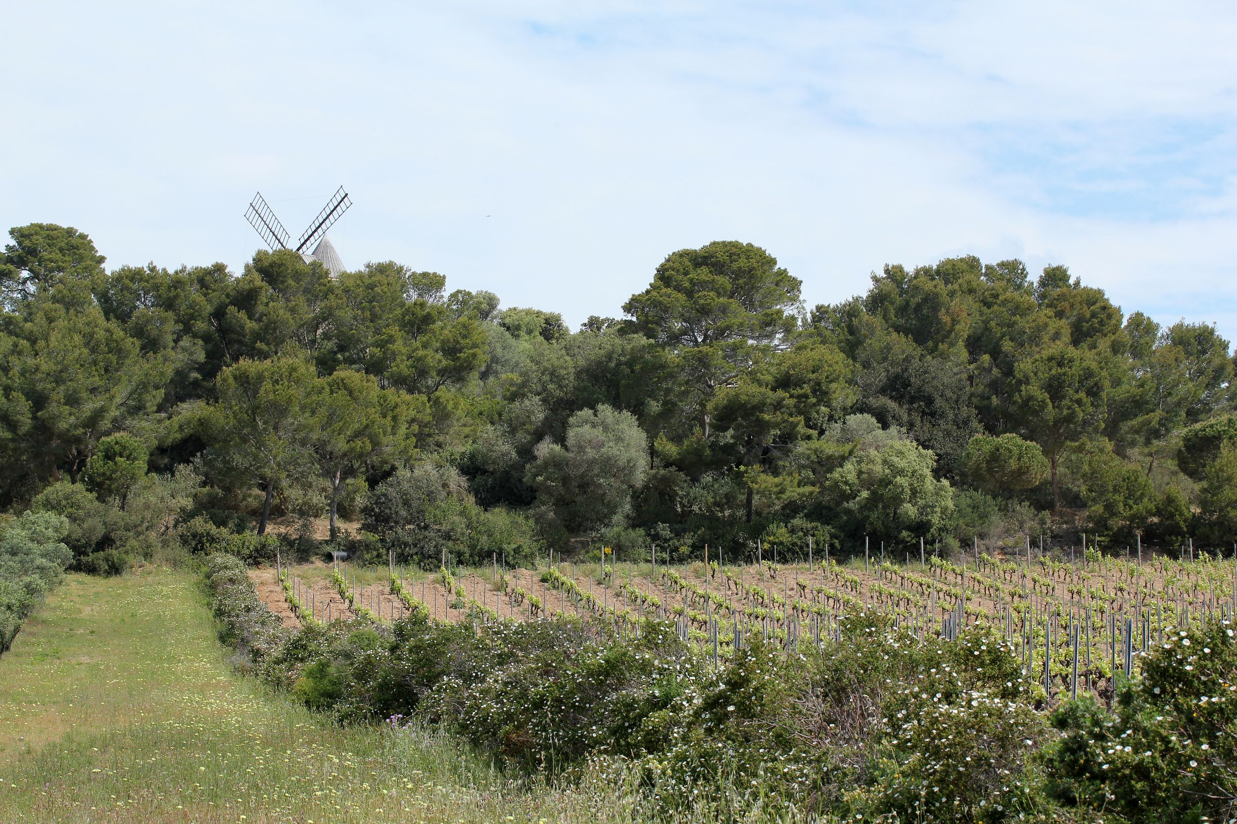 Paysage typique de Porquerolles - Christel Gérardin