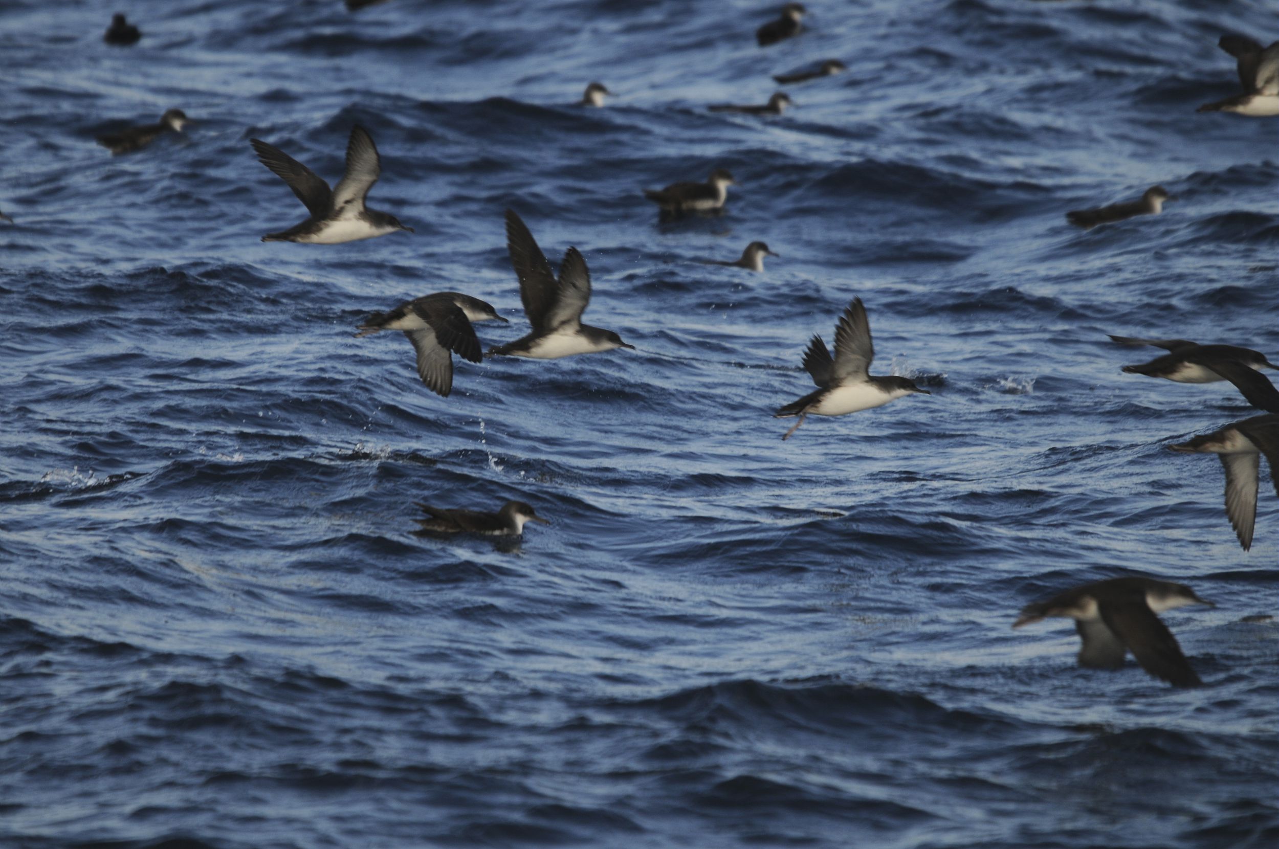 Groupe de puffins yelkouan au large - Thierry Houard