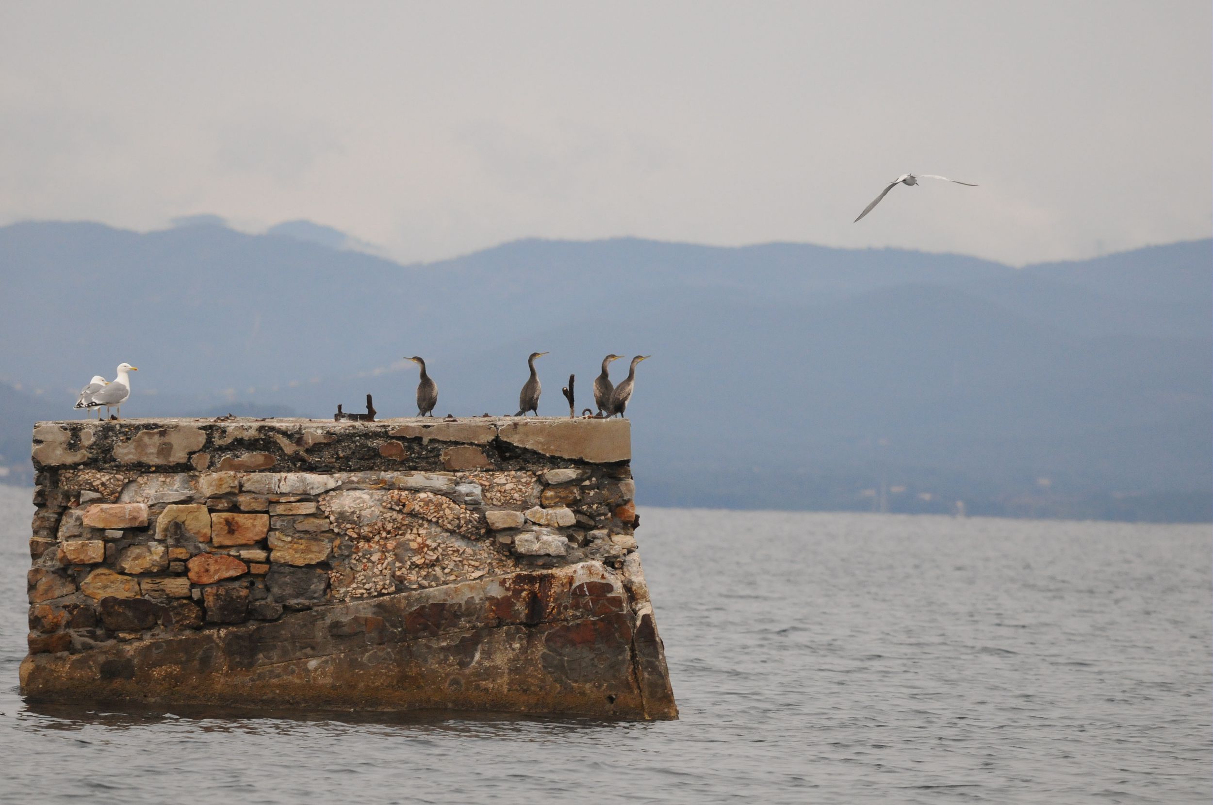 Cormorans huppés - Céline Obadia