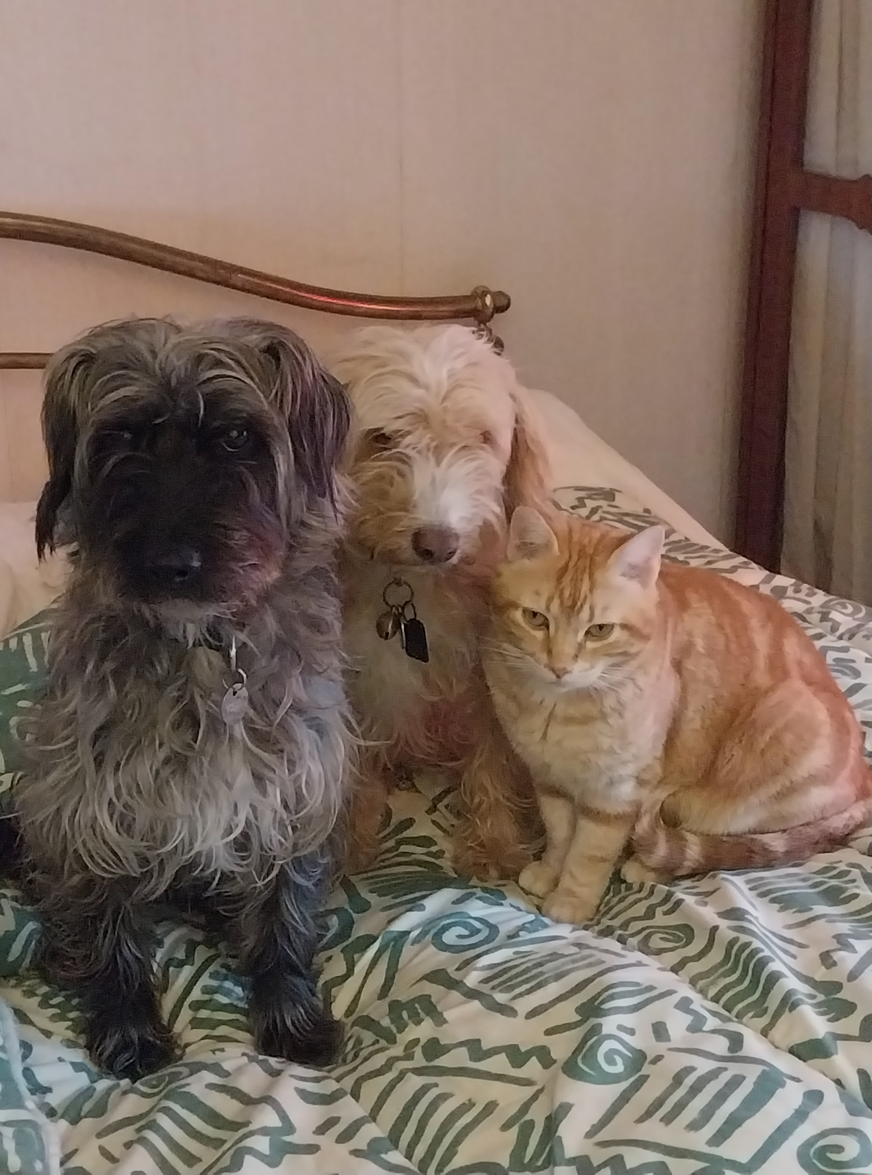 et voila le 3éme : Caramel - Mireille .GOBILLOT