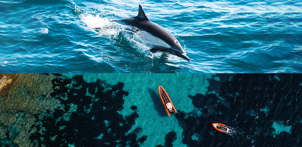sea-adventure-dauphin-calanques-du-var - SEA ADVENTURE