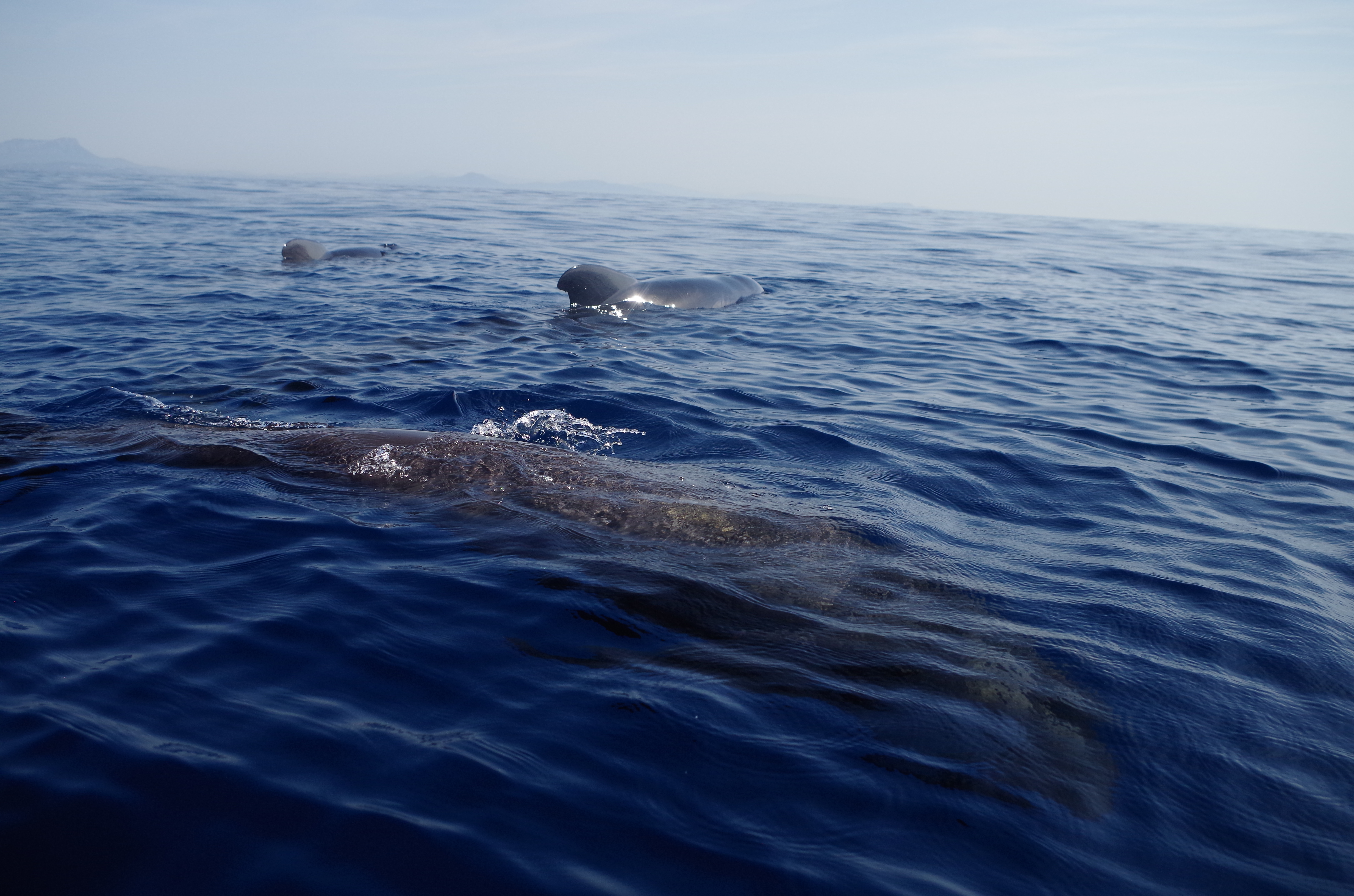 Sea Adventure - SEA ADVENTURE