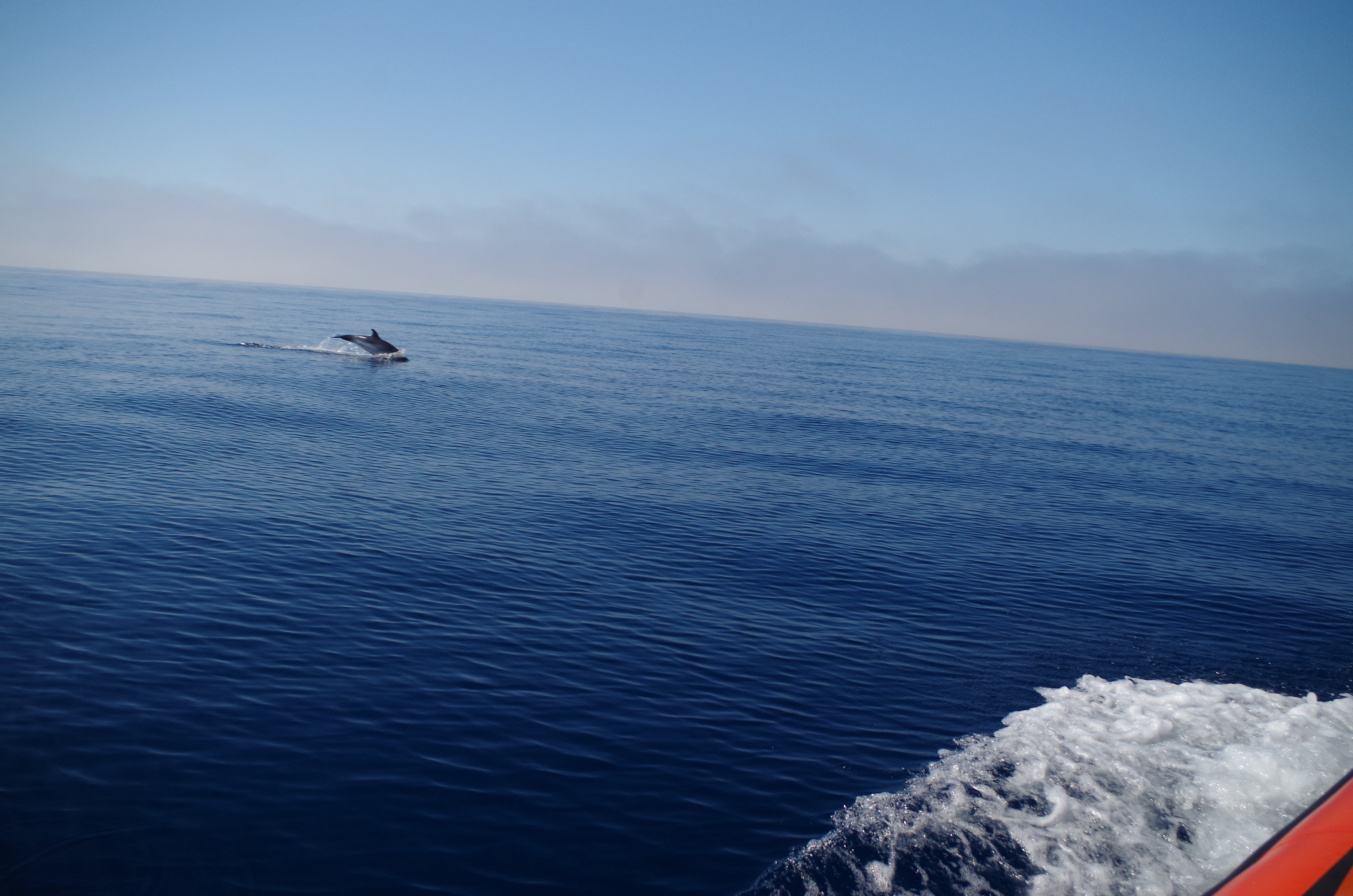 Sea Adventure - SEA ADVENTURE