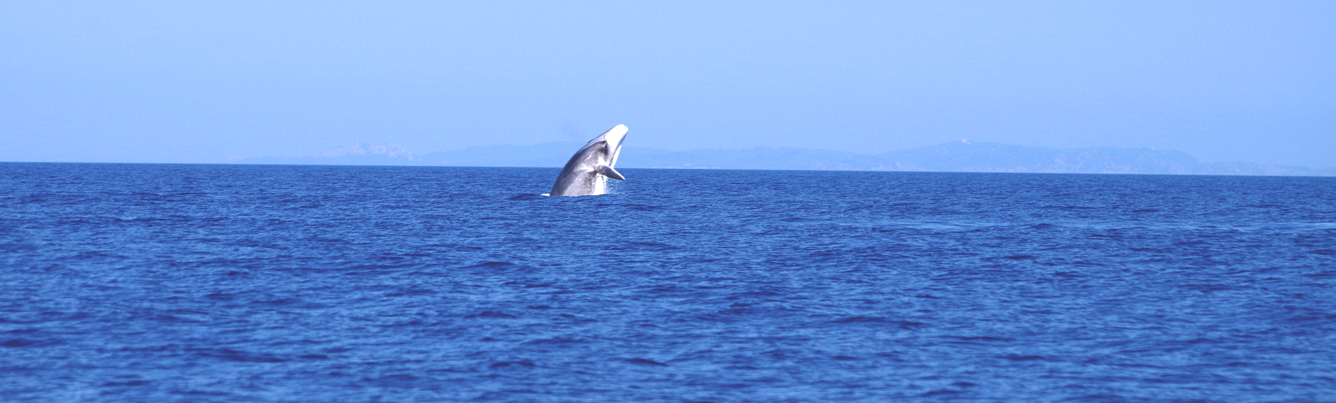 Sea Adventure - Michael LUCAS
