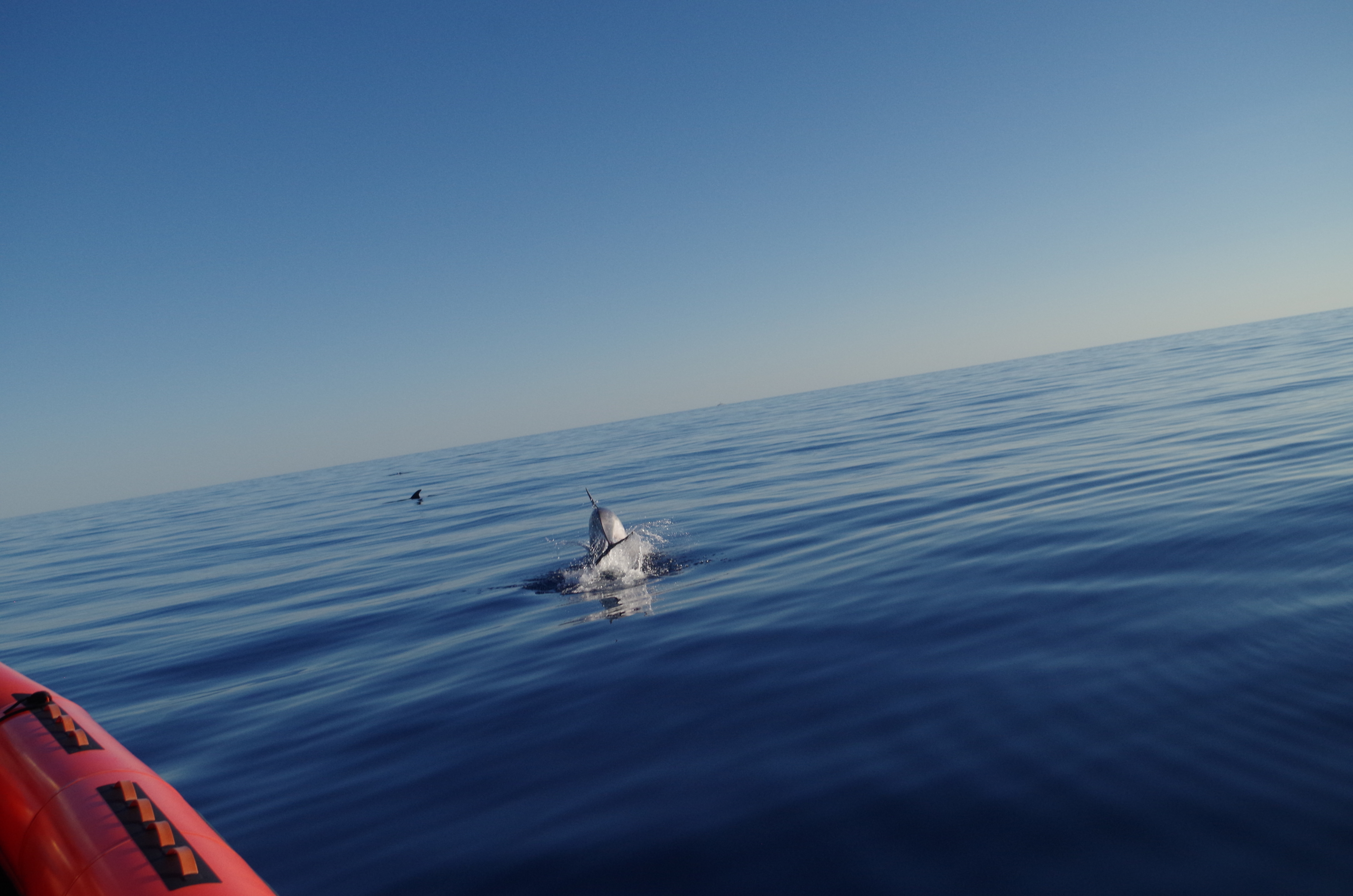 Sea Adventure - SEA ADVENTURE