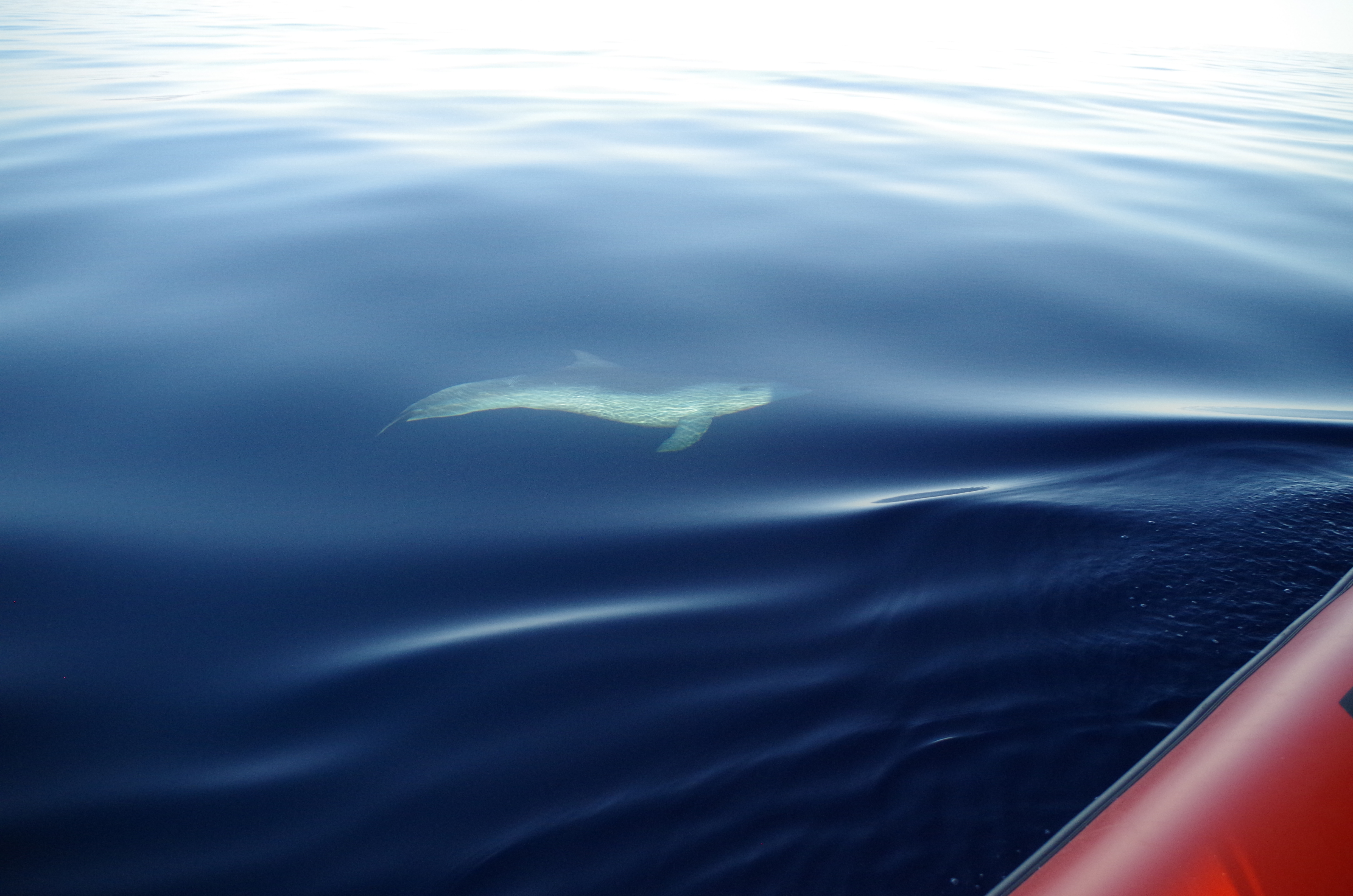 Sea Adventure - SEA ADVENTURE