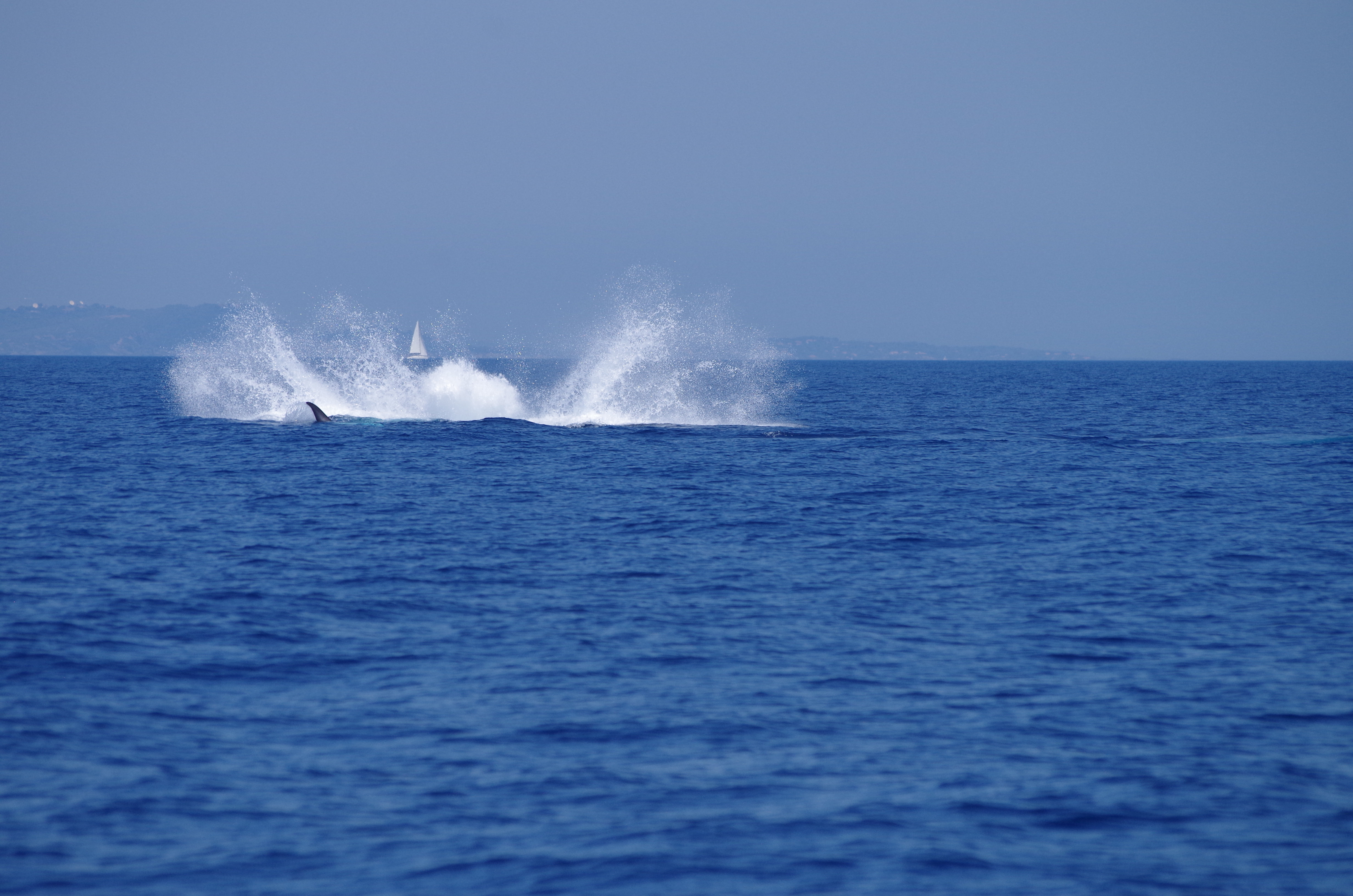 Sea Adventure - SEA ADVENTURE