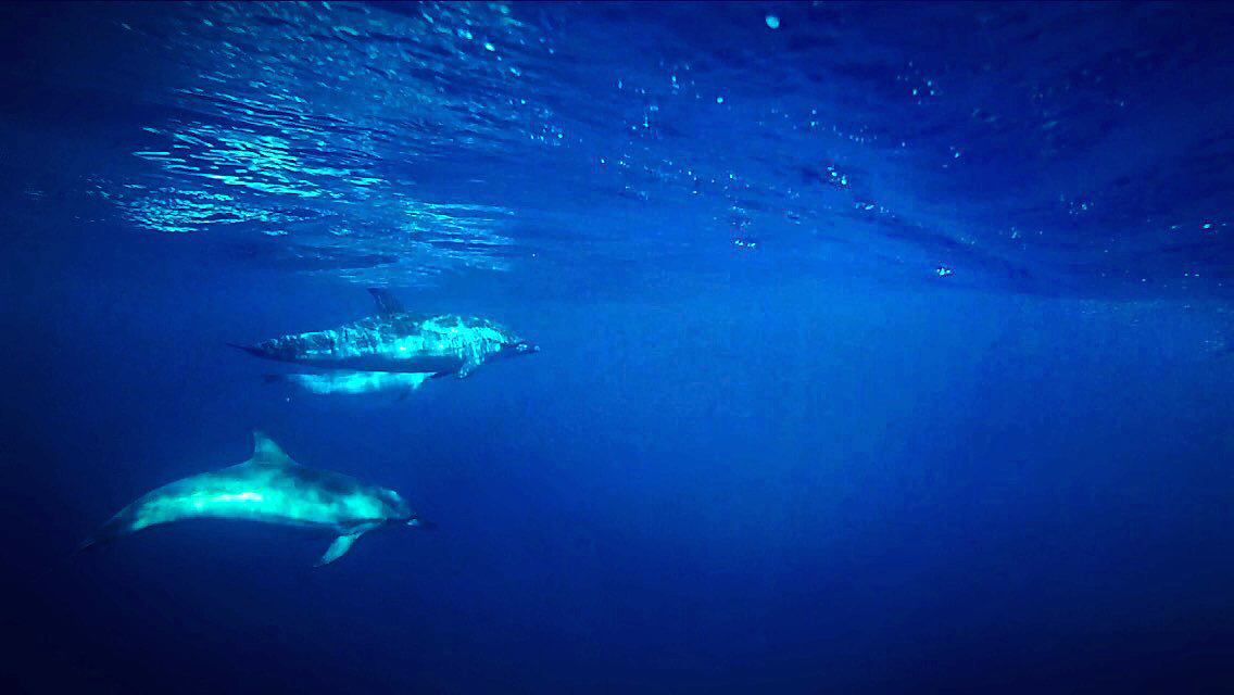 Sea Adventure - SEA ADVENTURE