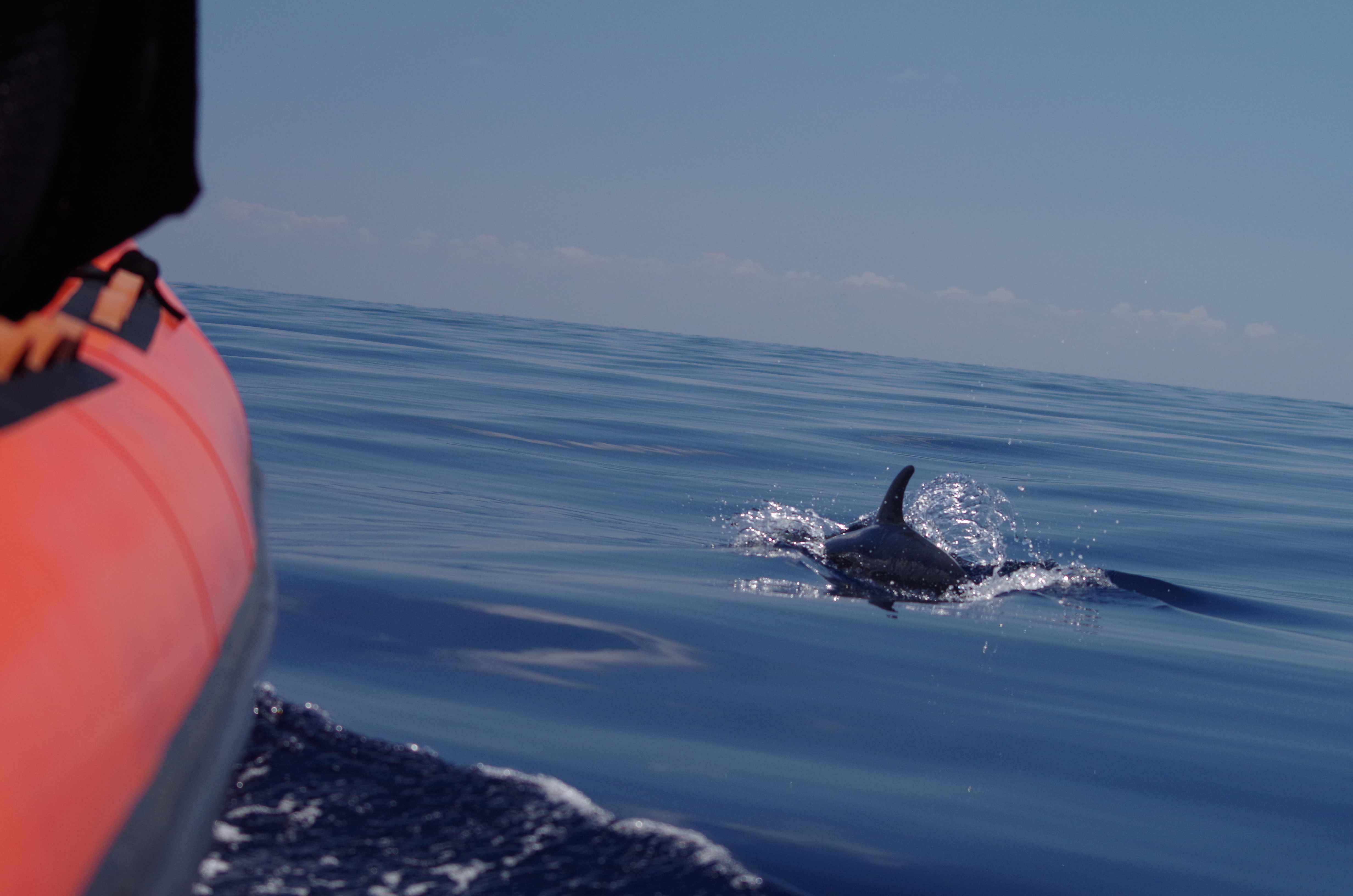 Sea Adventure - SEA ADVENTURE