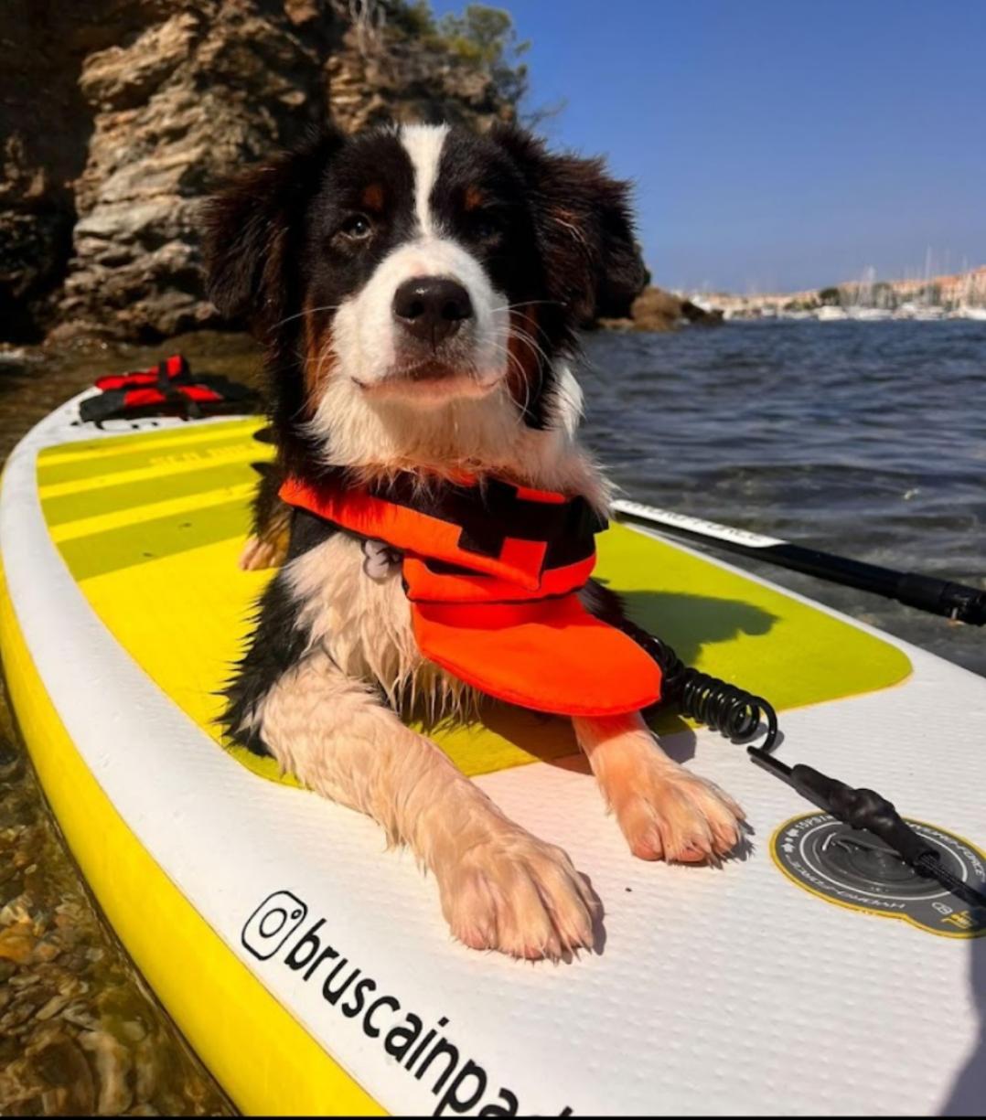 Bruscain paddle - Bruscain paddle