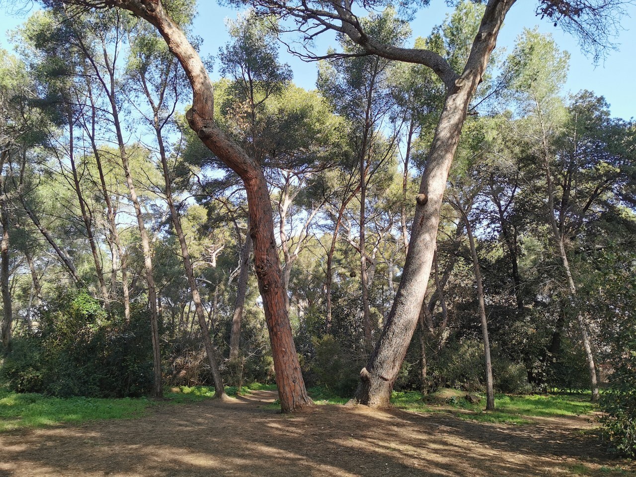 Bois de la Coudoulière - Provence Méditerranée