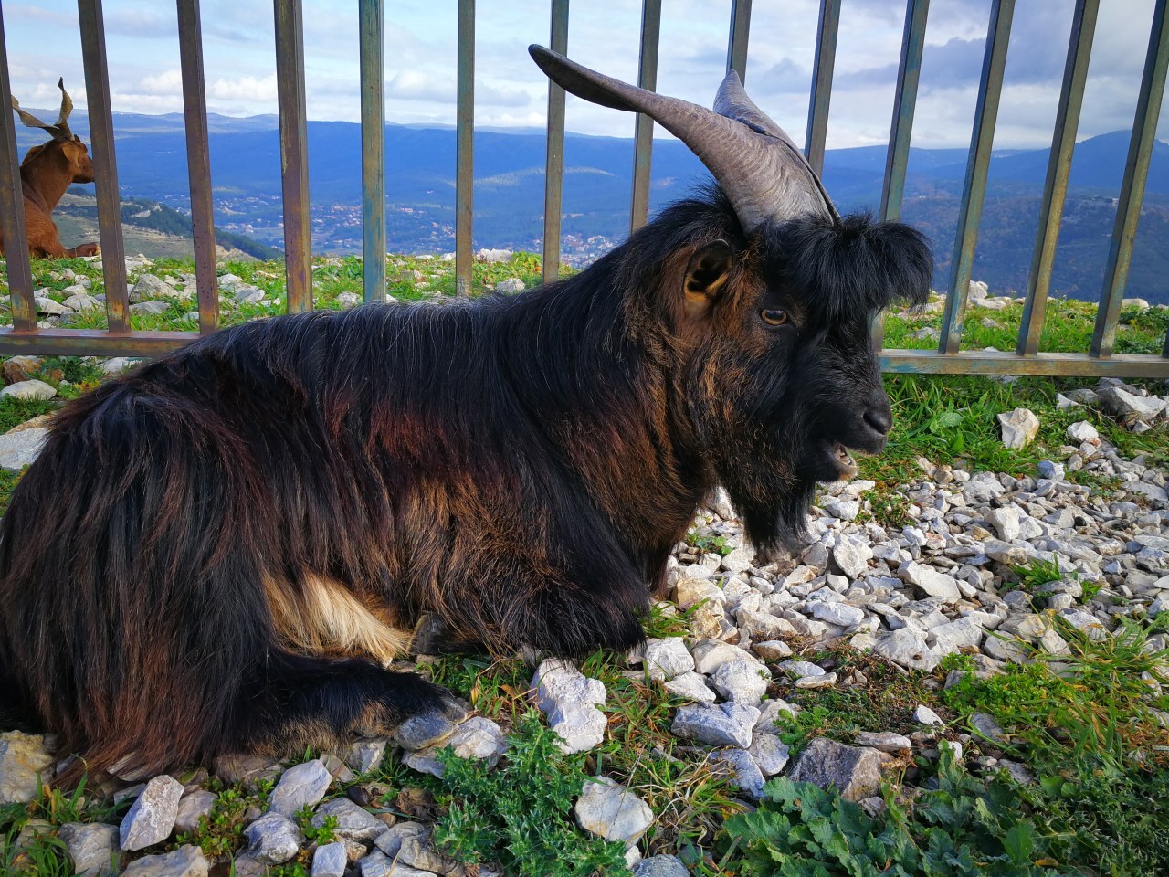 Chèvre du Gros Cerveau - Provence Méditerranée