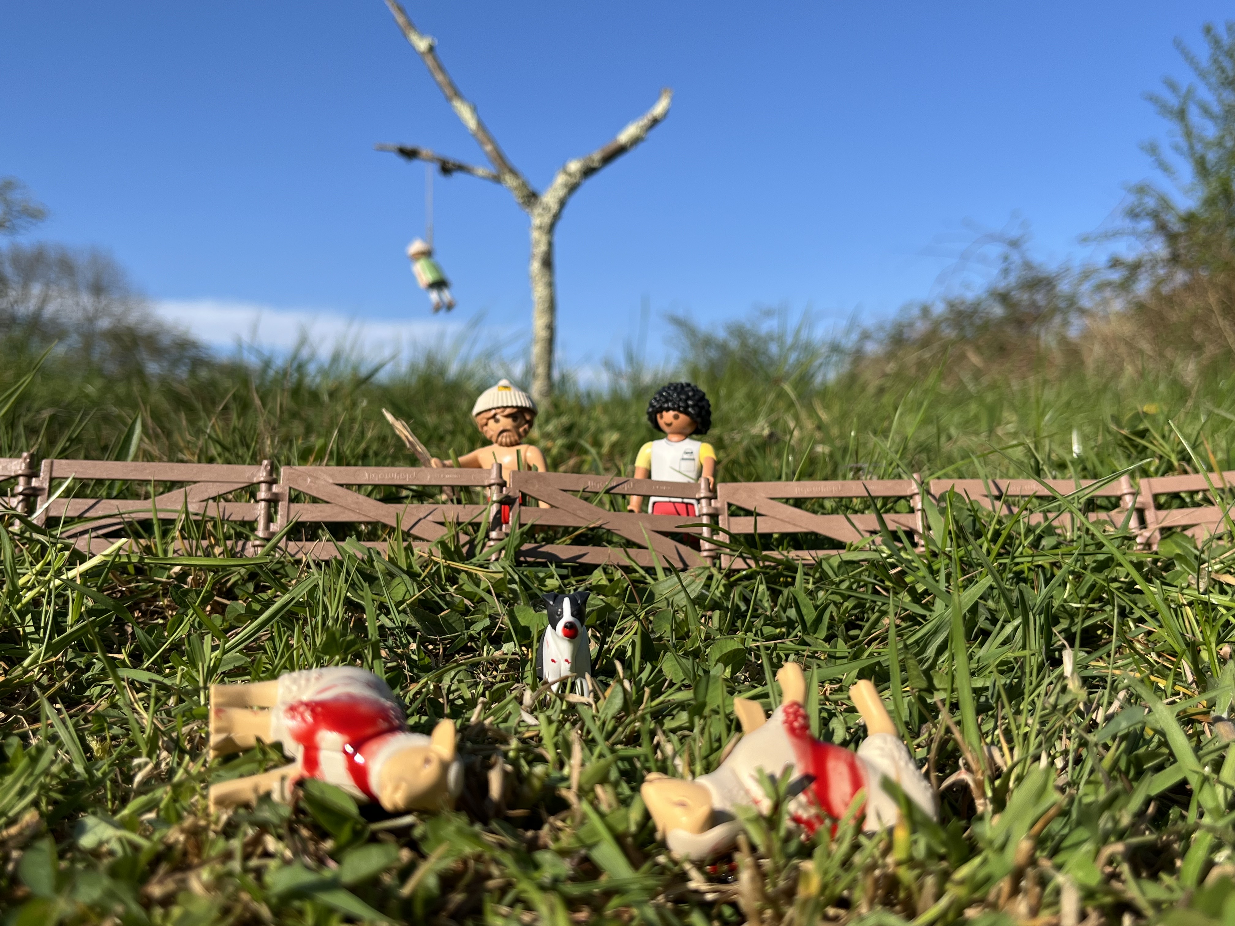 3 - Foutue bergerie © Pierre Guillois - Pierre Guillois