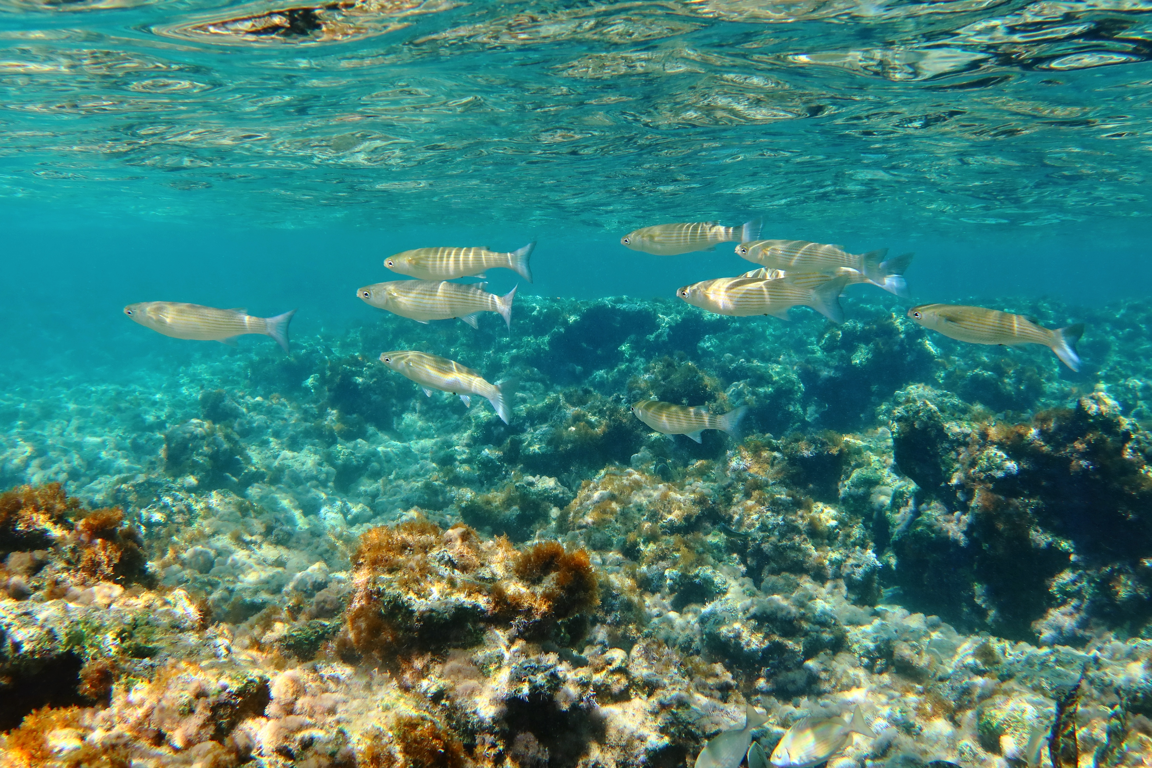 Poissons snorkeling - Glinted