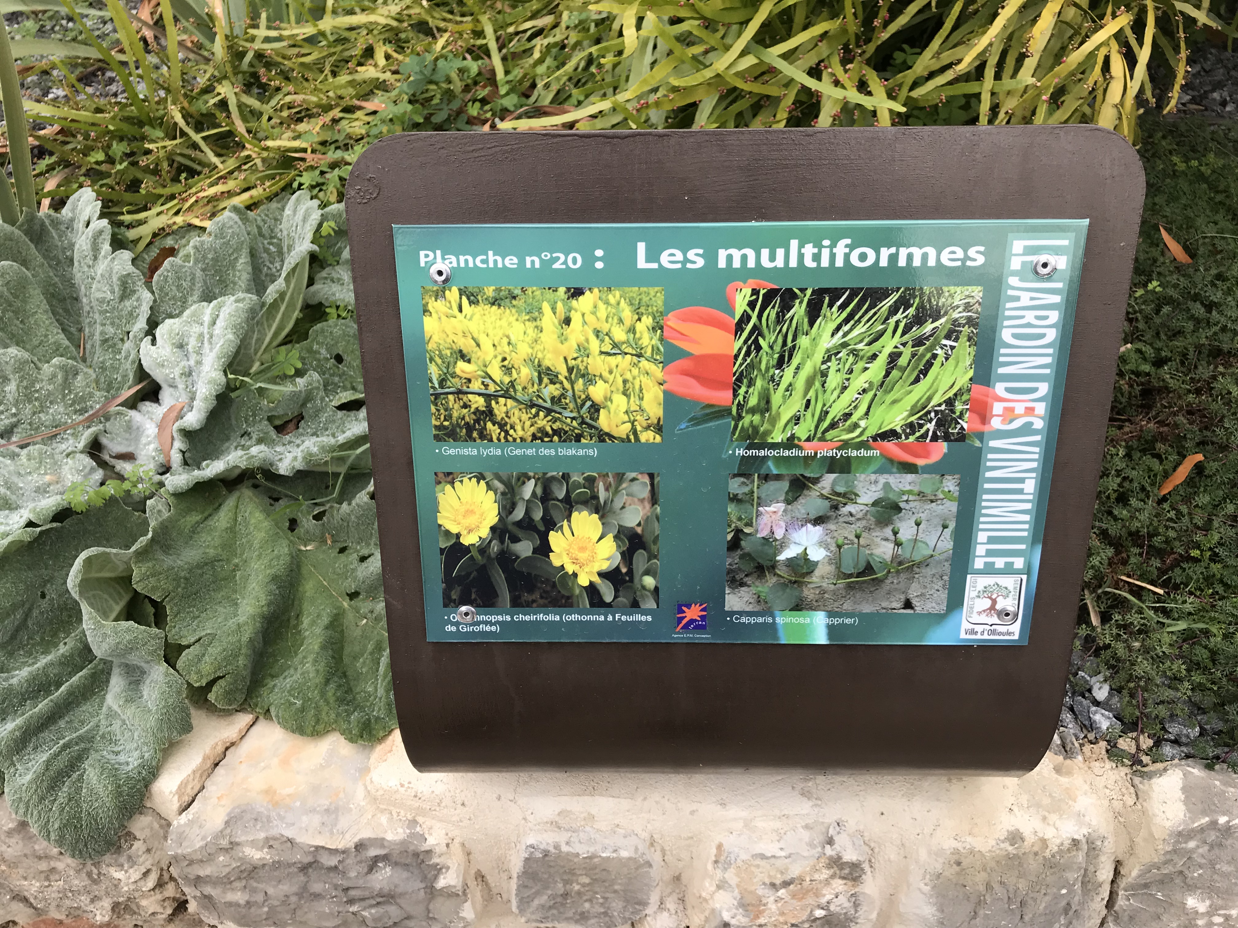 Parcours botanique - Tourisme Provence Méditerranée