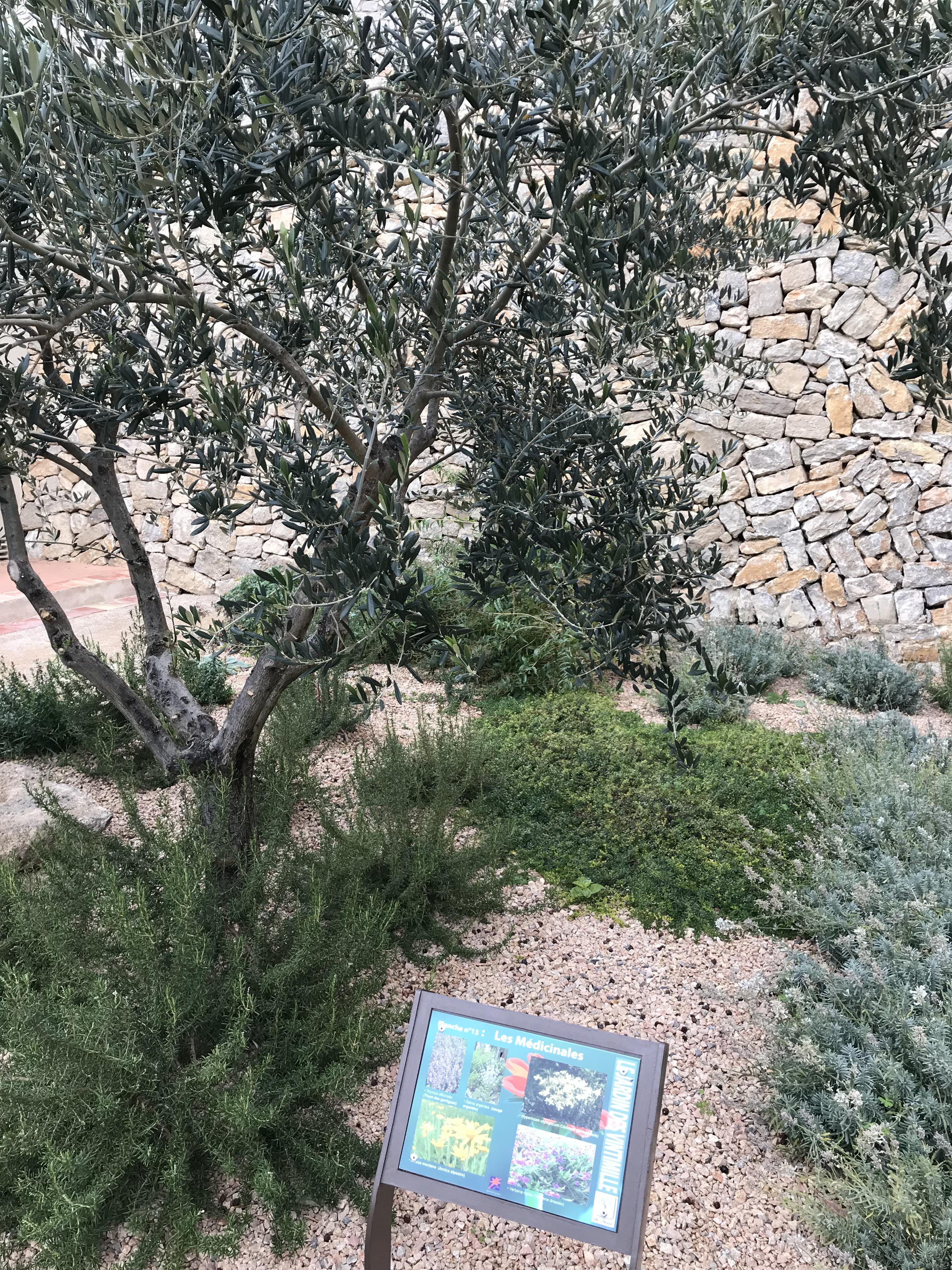 Parcours botanique - Tourisme Provence Méditerranée