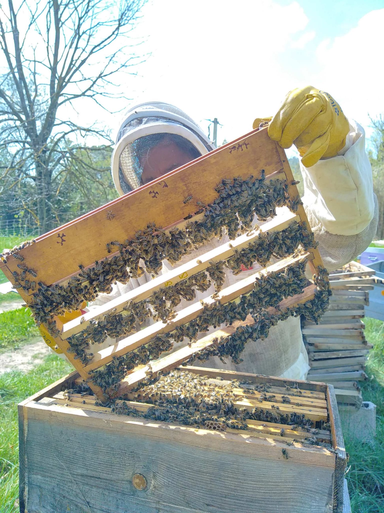 Elevage - Choque didier