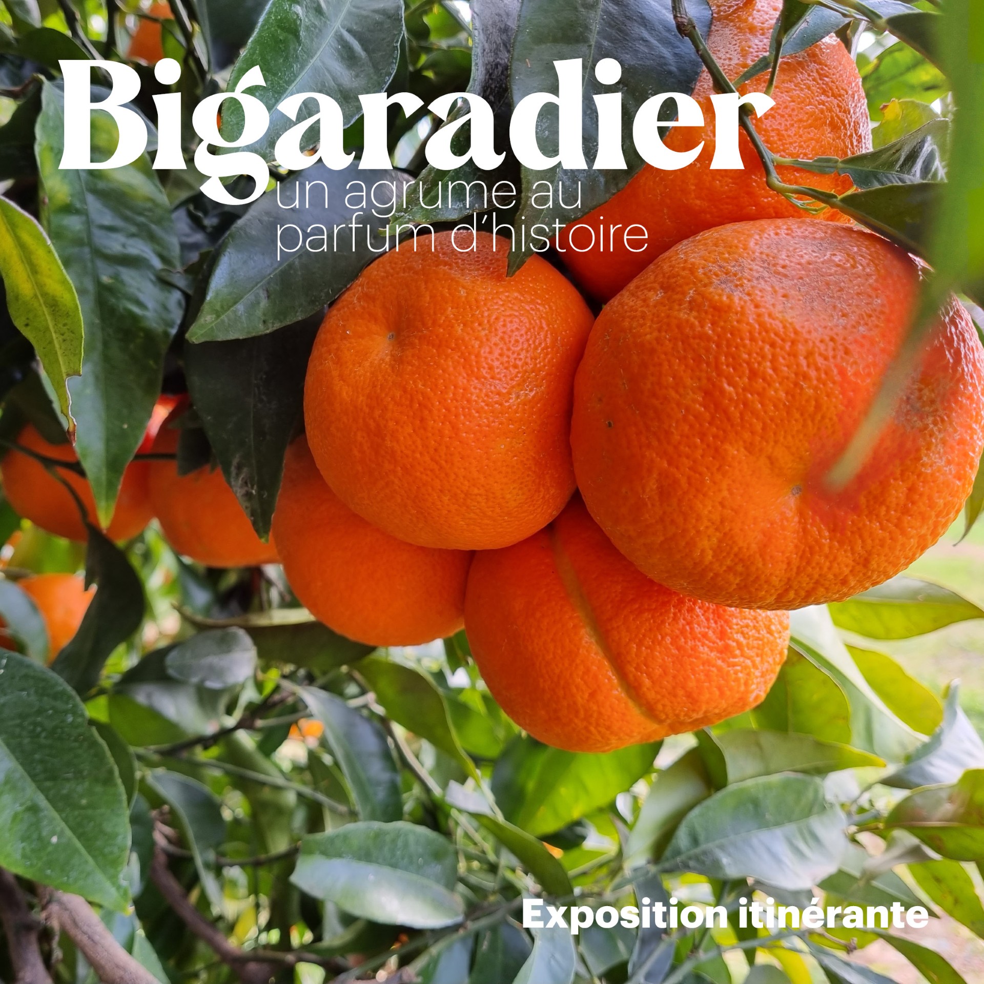 EXPO_BIGARADIERS_VISUELS4 (1) - DR / Conservatoire Méditerranéen Partagé