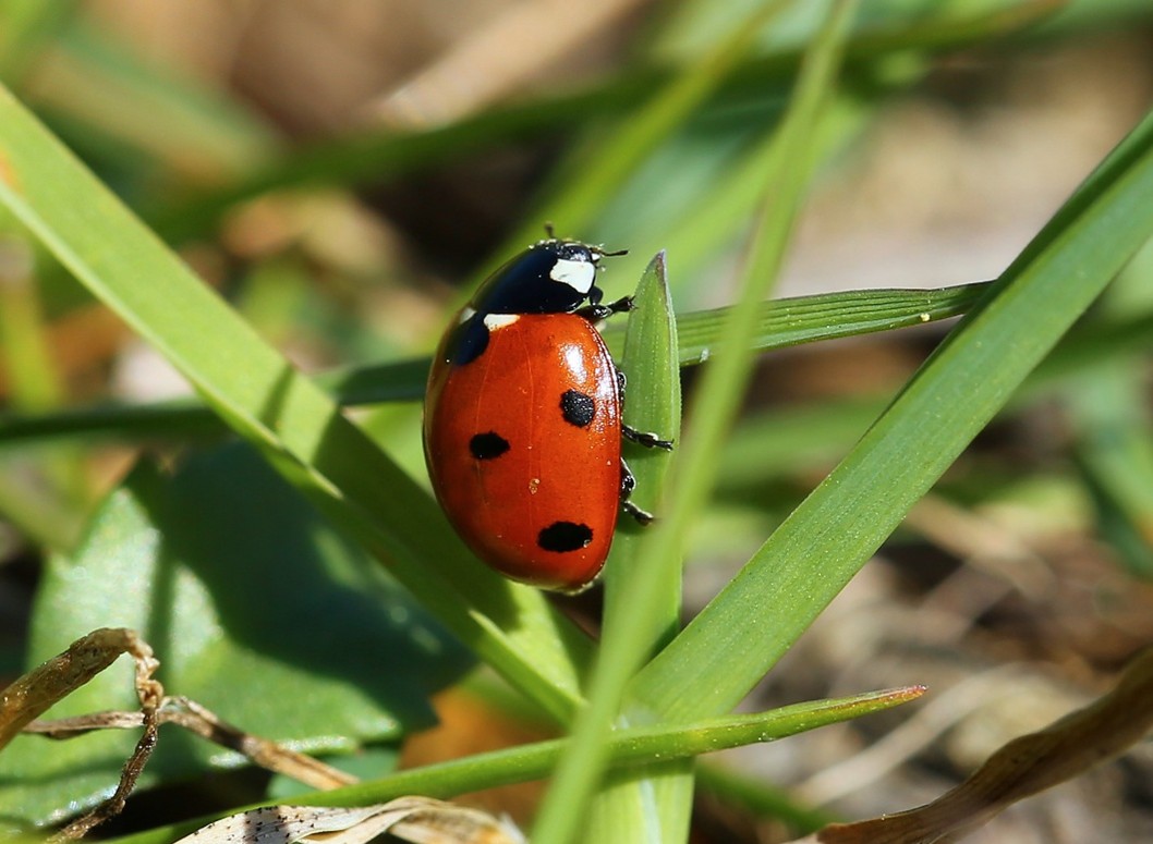 Coccinelle à sept points - © Aurélien Audevard
