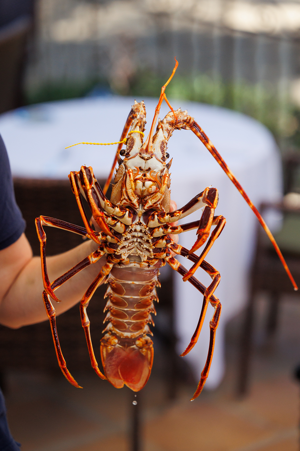 La langouste - Sarah Chambon