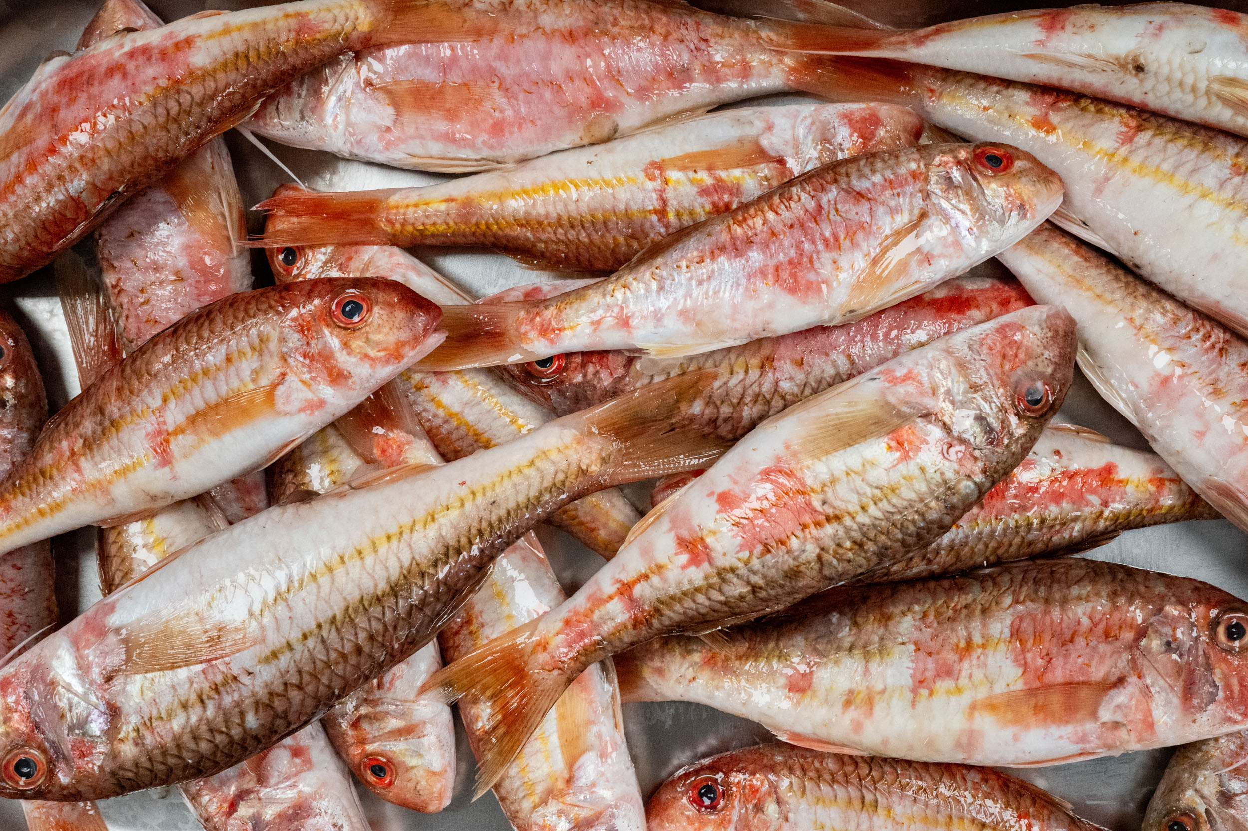 Les poissons du port du Niel à Giens - Marielle Gaudry