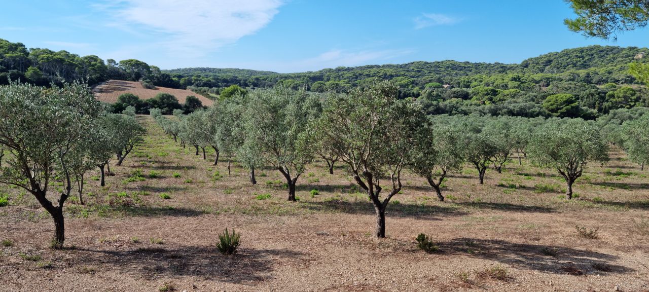 Graines de pirates : Plantes pirates et Trésors naturels de Porquerolles_Hyères - Frédéric SEGOURA
