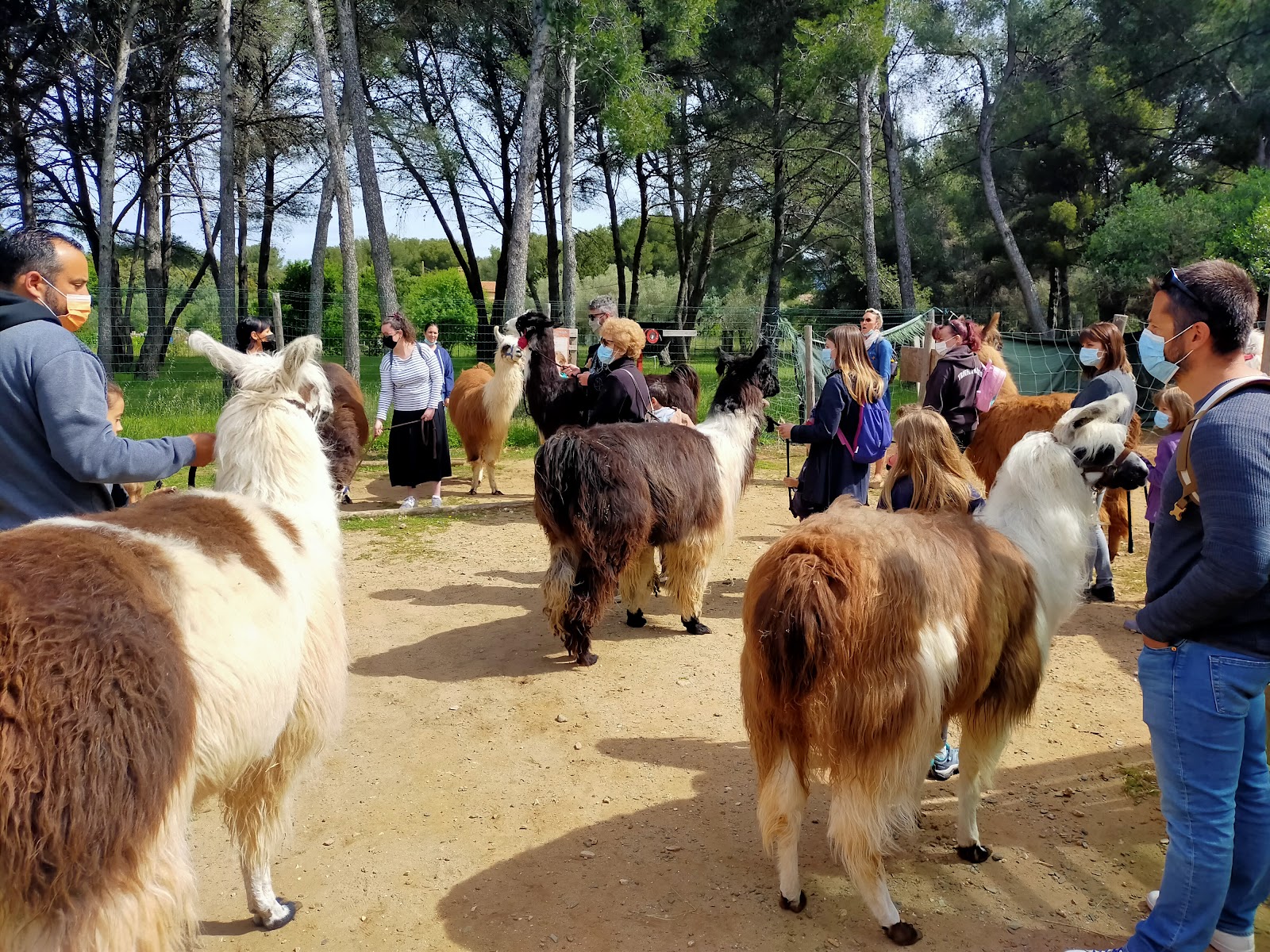 Var Lamas - Var Lamas