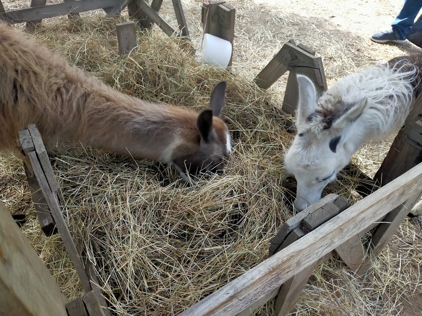 Var Lamas - Var Lamas