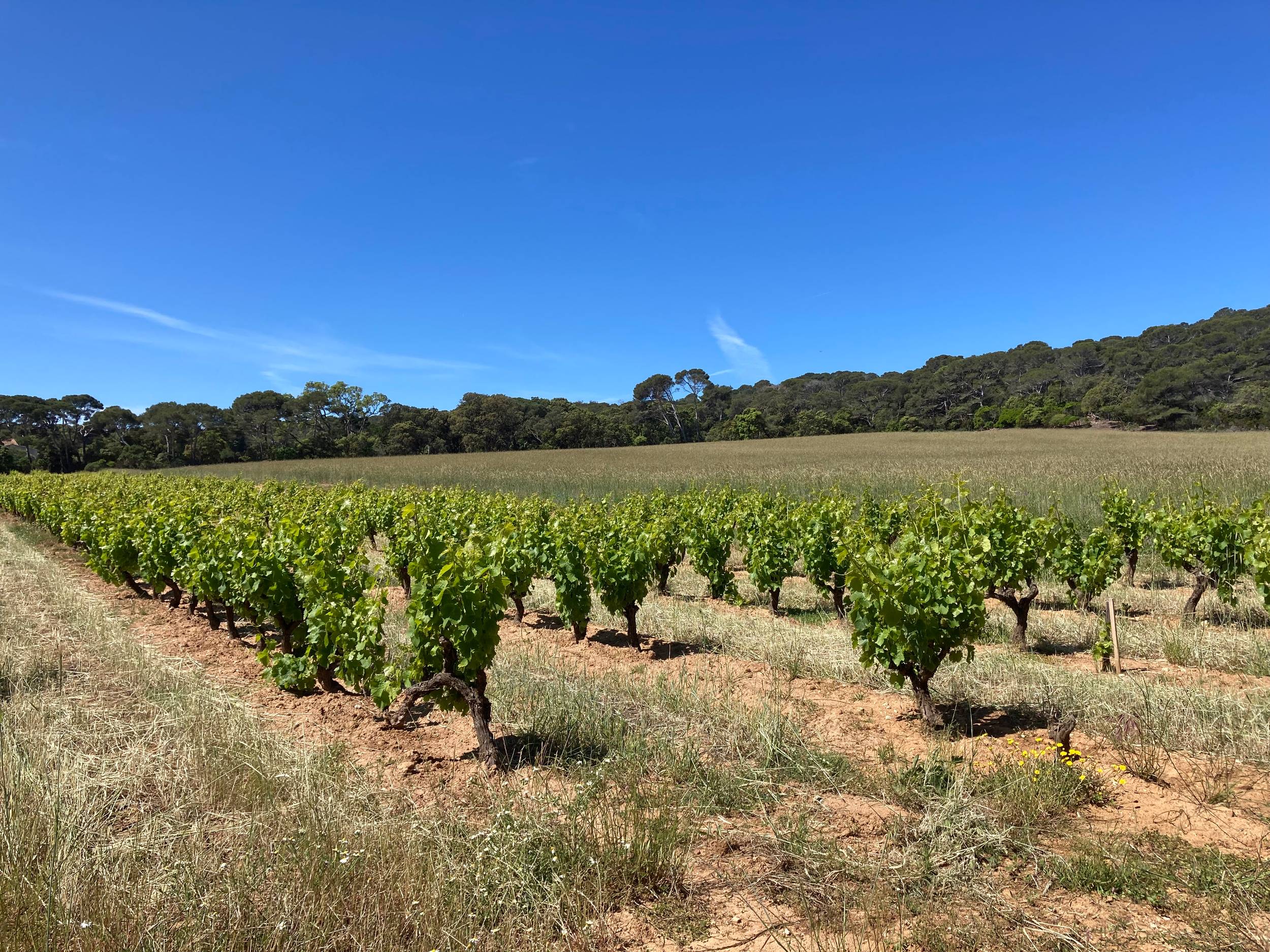 Vignobles à Porquerolles - ©loane_grasset_PN_PortCros