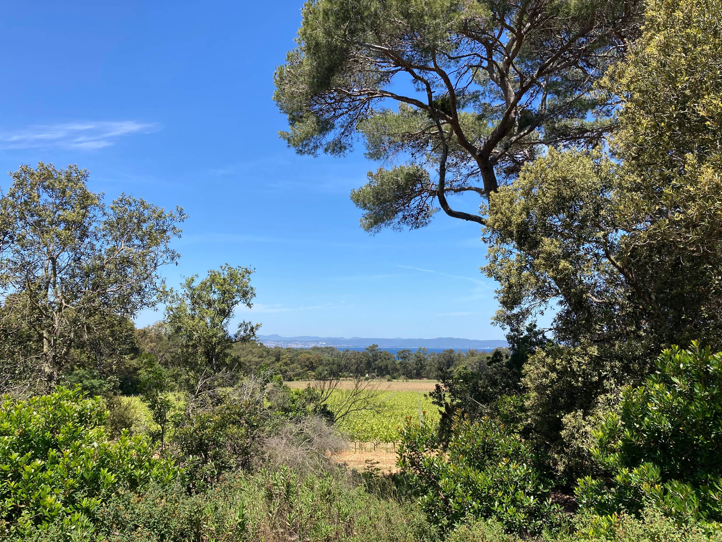 Vue depuis le sentier à Porquerolles - ©loane_grasset_PN_PortCros