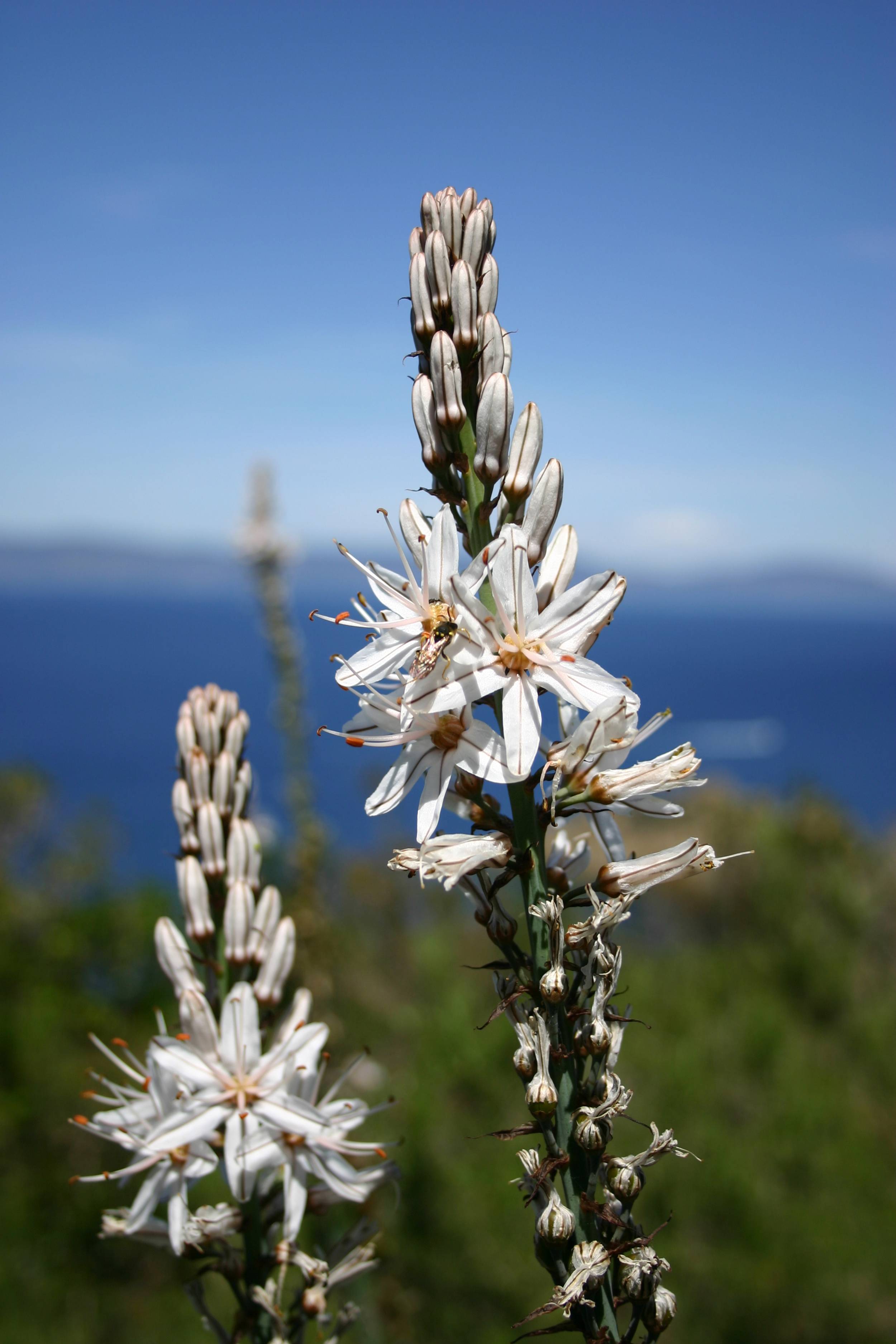 Asphodèle à gros fruits (Sentier des plantes) - Christel Gérardin - Parc national de Port-Cros