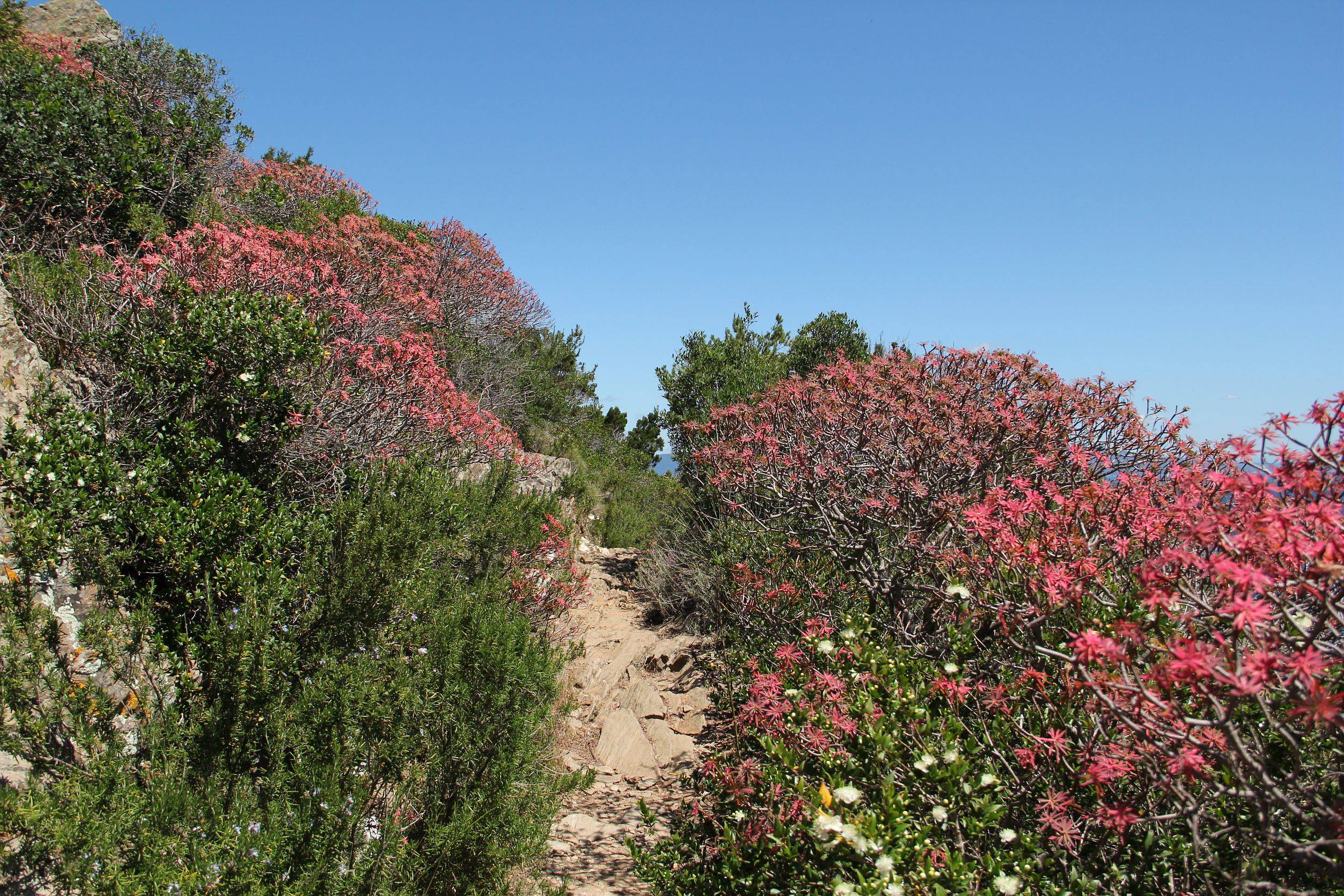 Euphorbes arborescentes au mois de juin le long du sentier des plantes - Christel Gérardin - Parc national de Port-Cros