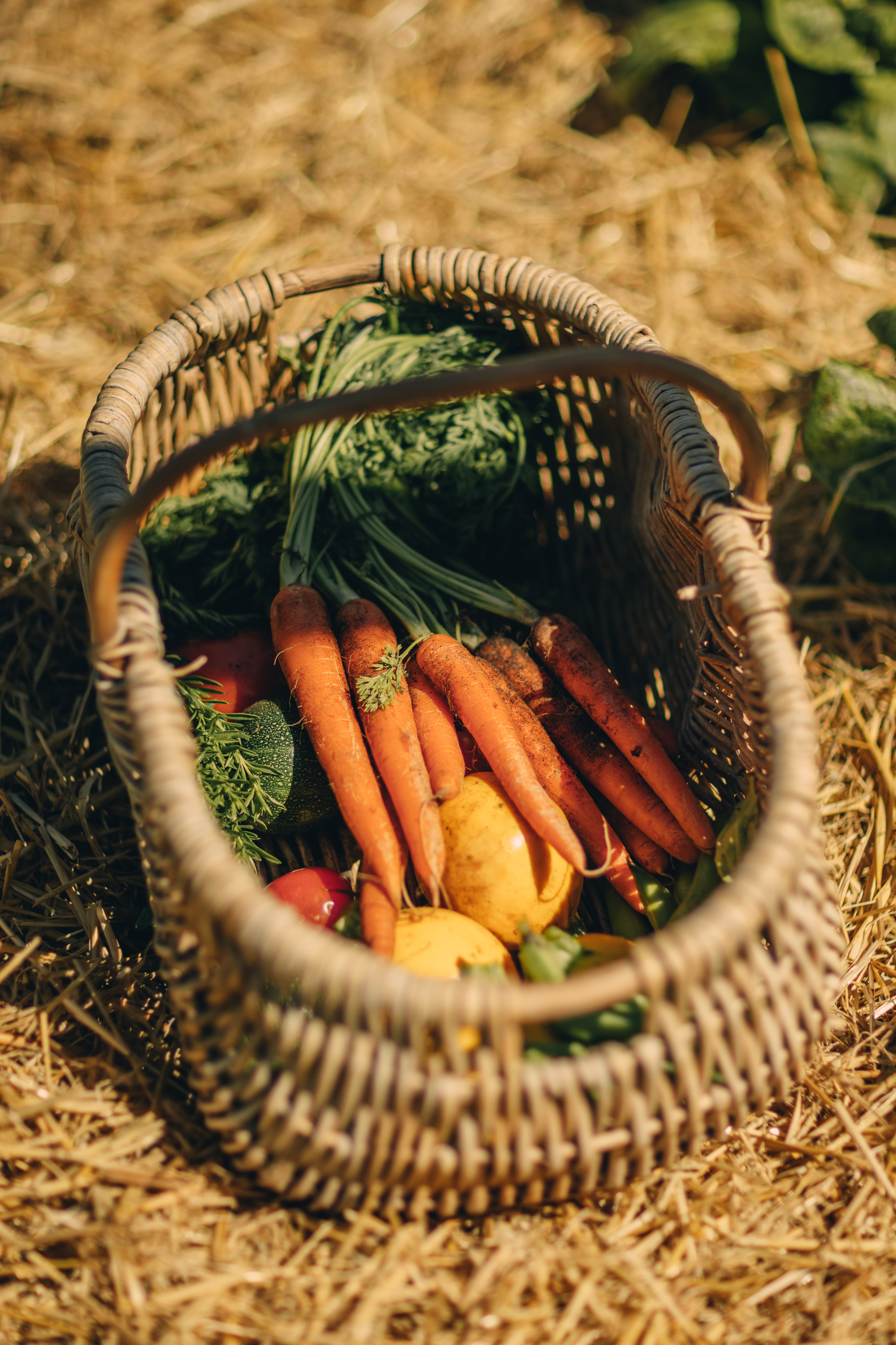 Les légumes du potager du Domaine - Erea AZURMENDI