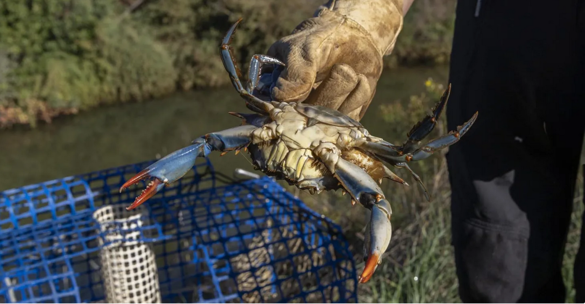 Sortie naturaliste : le crabe bleu, espèce exotique envahissante - Journée mondiale de l'environnement de l'ONU_Hyères - tpm