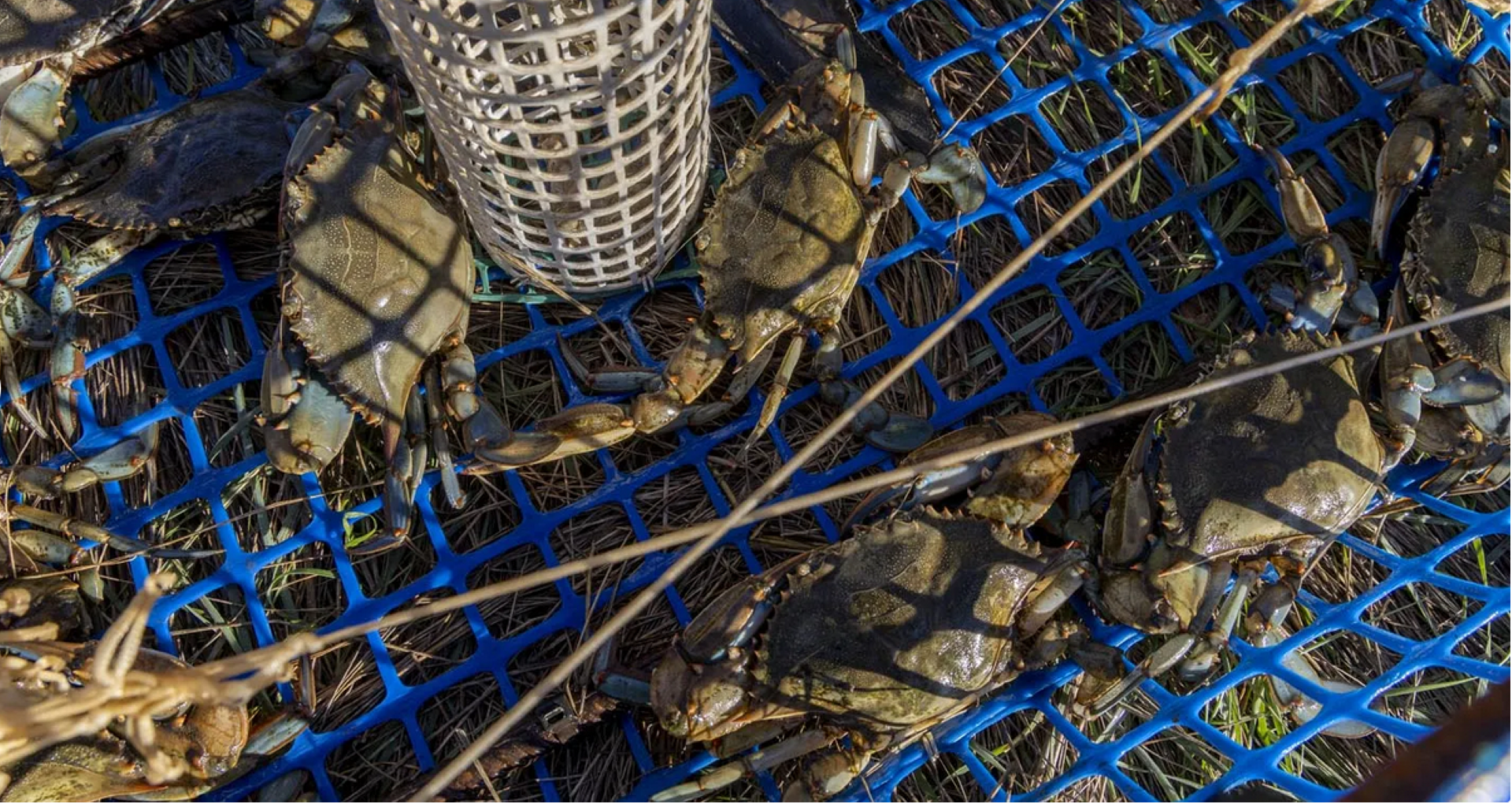 Sortie naturaliste : le crabe bleu, espèce exotique envahissante - Journée mondiale de l'environnement de l'ONU_Hyères - tpm