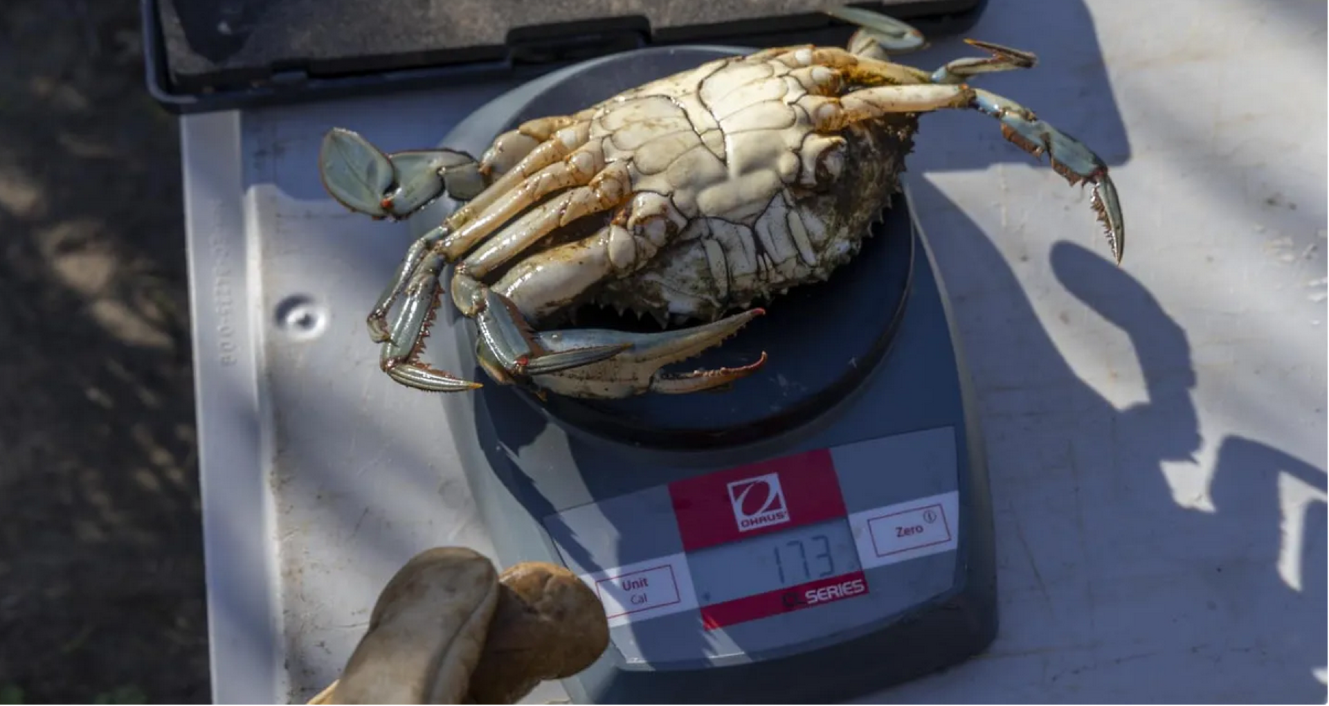 Sortie naturaliste : le crabe bleu, espèce exotique envahissante - Journée mondiale de l'environnement de l'ONU_Hyères - tpm