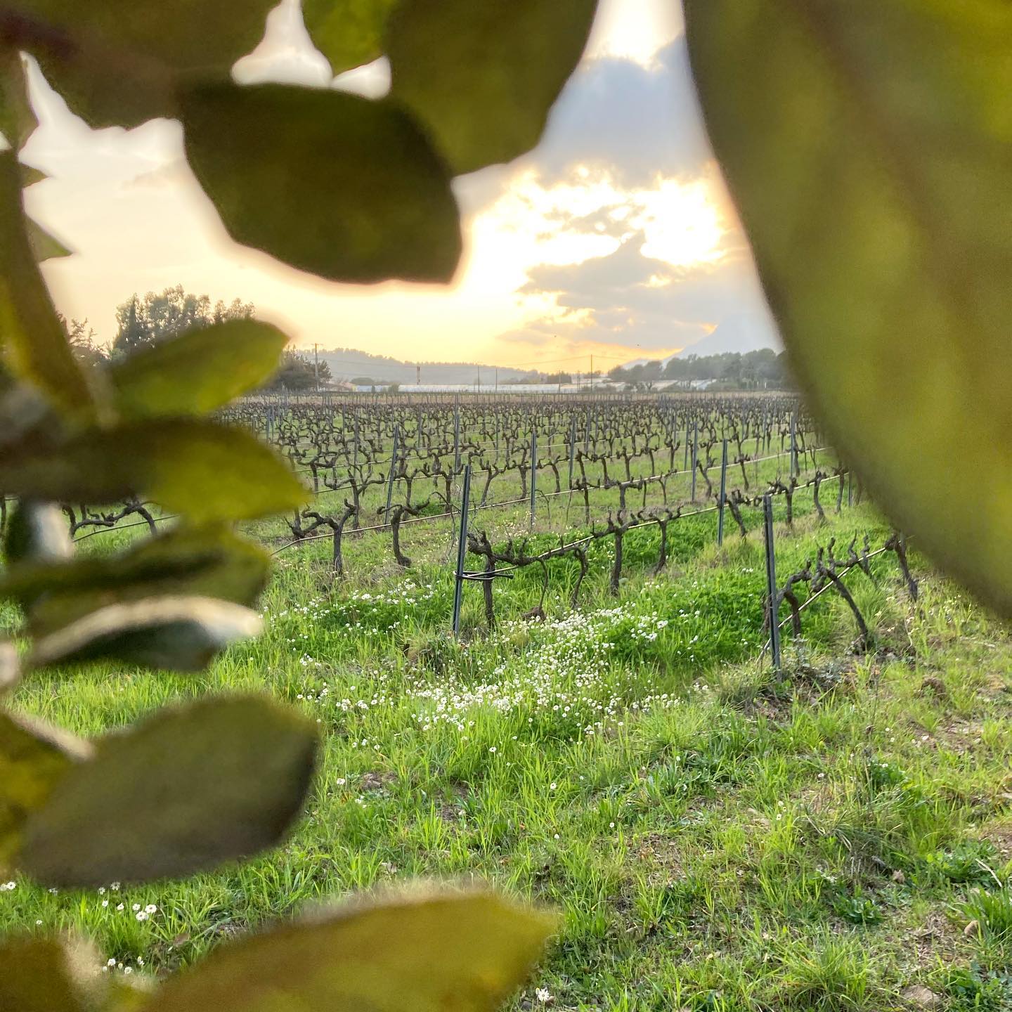 Domaine des Ondes_La Crau - ondes