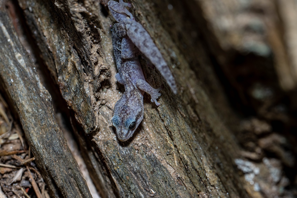 Phyllodactyle d'Europe - Léo Cantiran