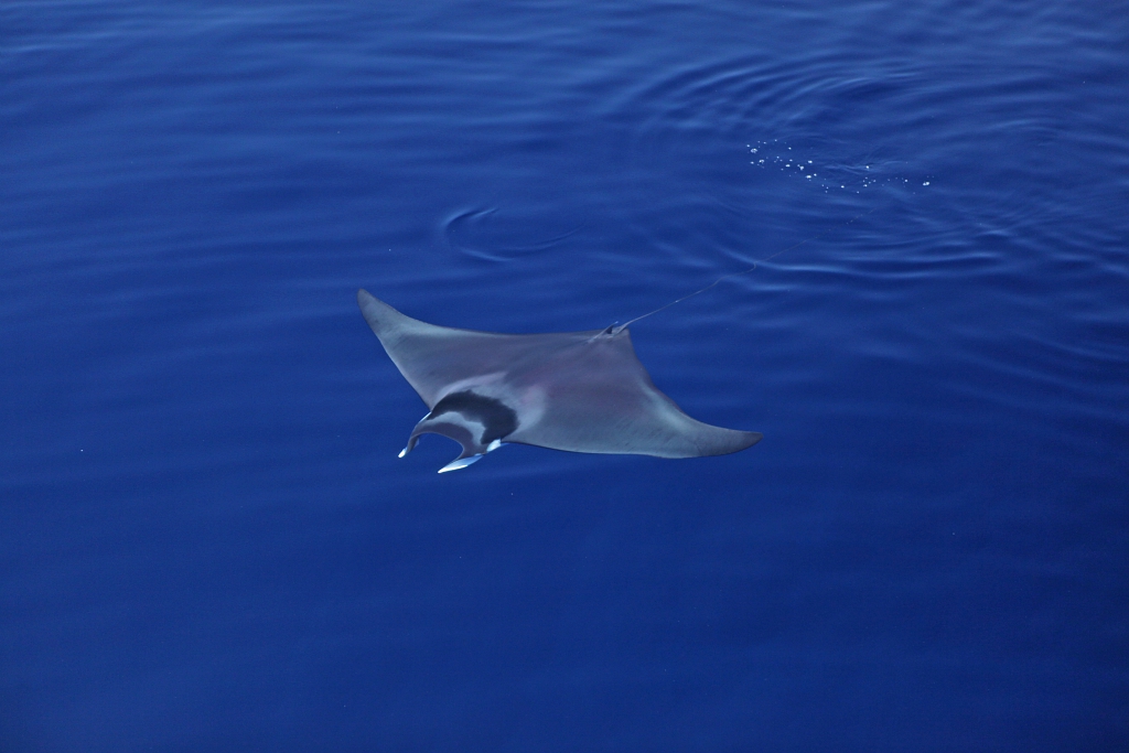 Photo de couverture pour les jeudis du Pradeau : Raies et requins de Méditerranée - M. Bottaro - Tethys Institute