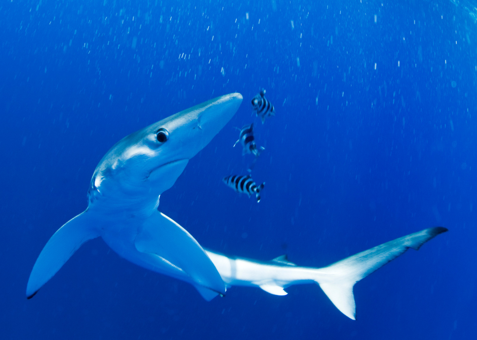 Affiche "jeudis du fort du pradeau" : raies et requins. - Guillaume Ruoppolo