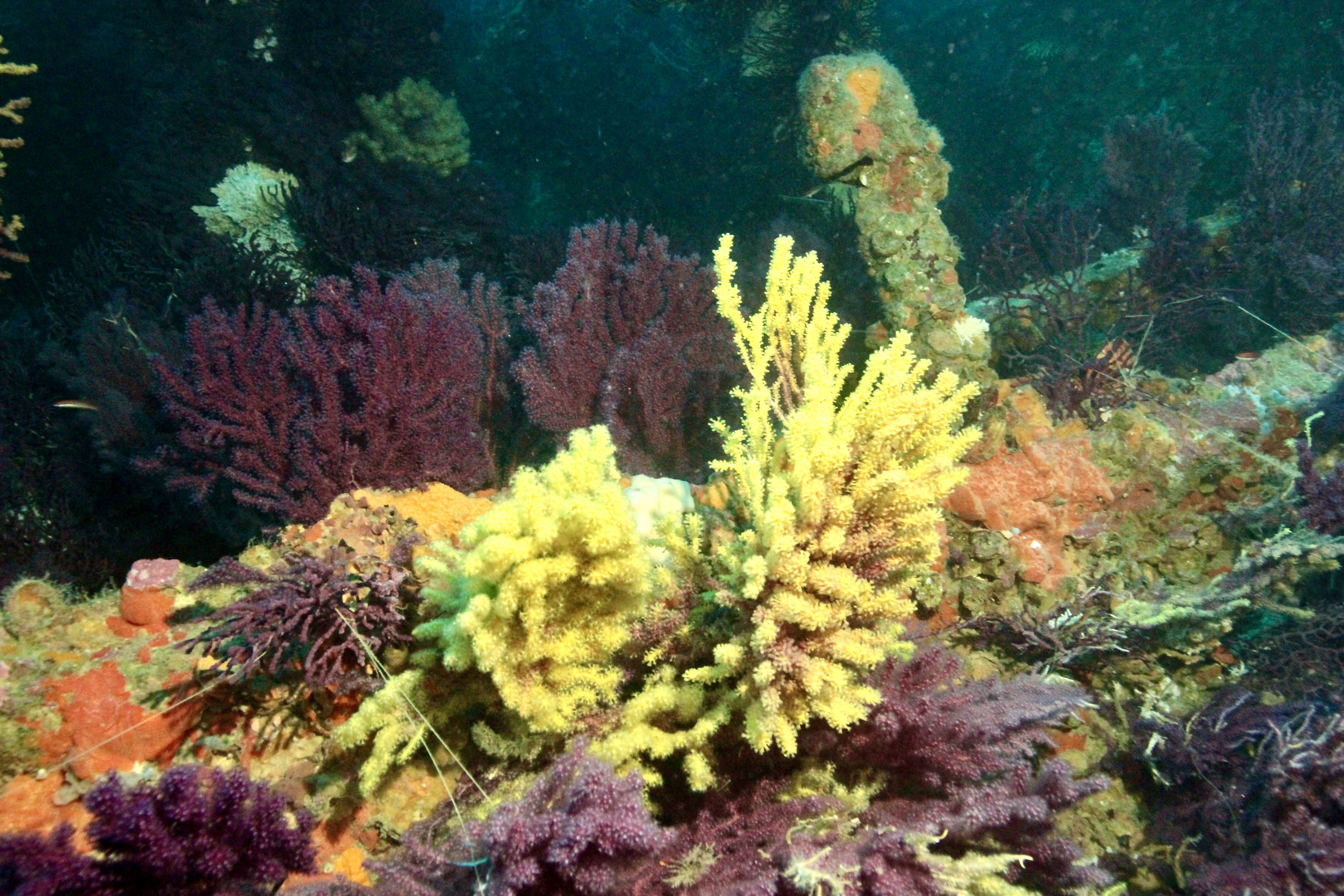 Écran nature : Sous la surface - les trésors vivants de Porquerolles_Hyères - LEFEBVRE N.