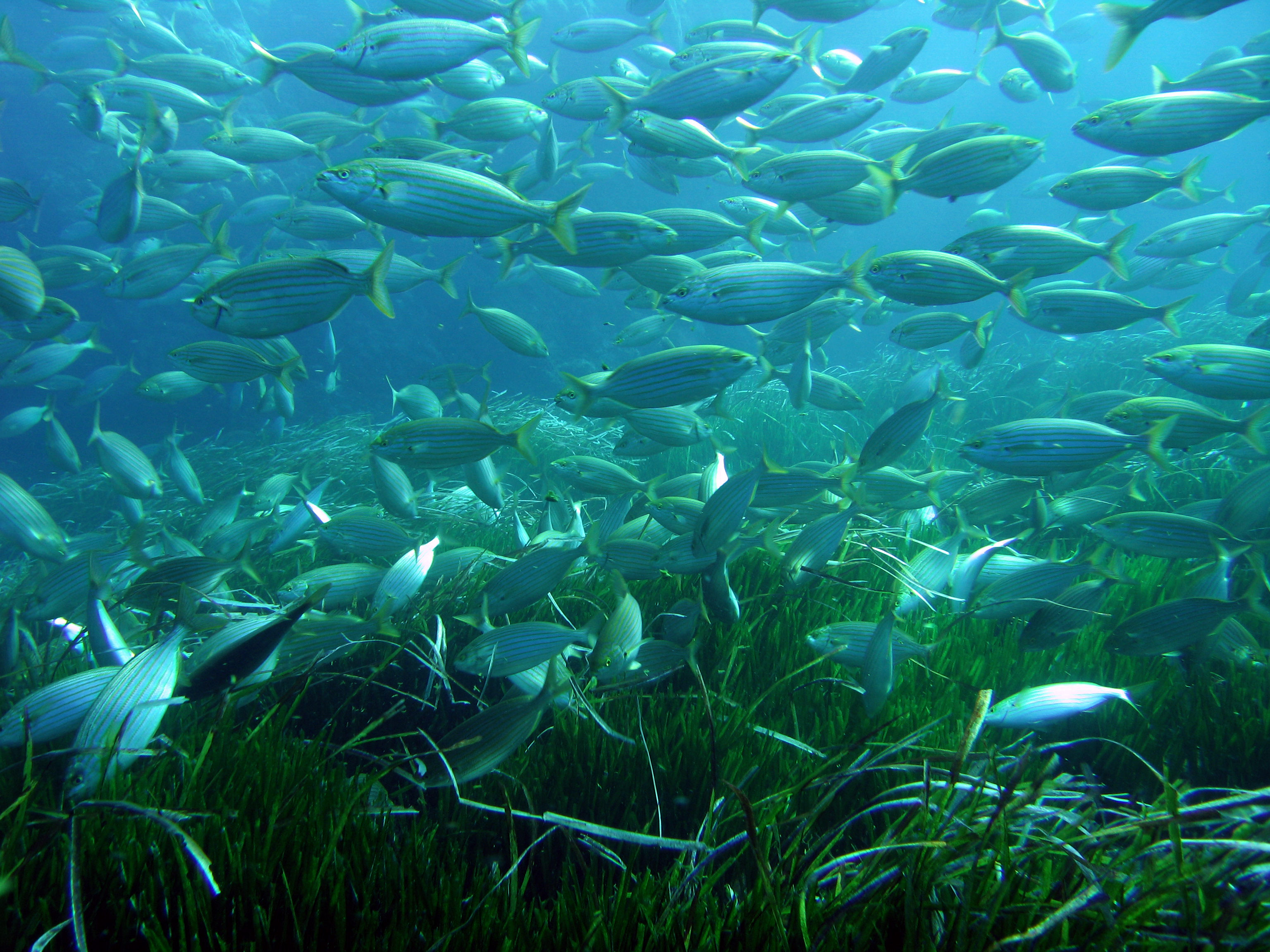 Écran nature : Sous la surface - les trésors vivants de Porquerolles_Hyères - BARDINAL V.