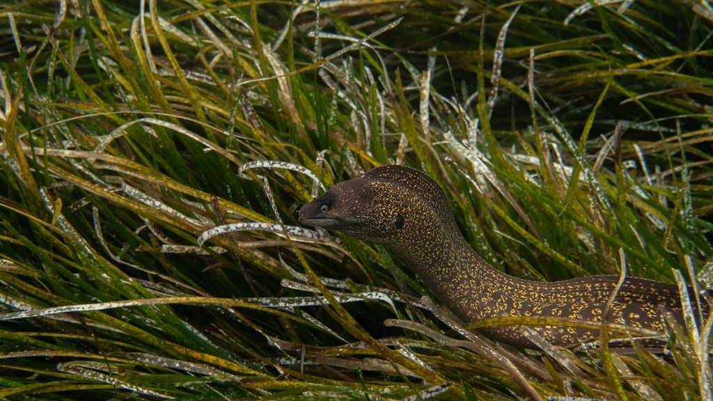 Écran nature : Sous la surface - les trésors vivants de Porquerolles_Hyères - BARDINAL V.