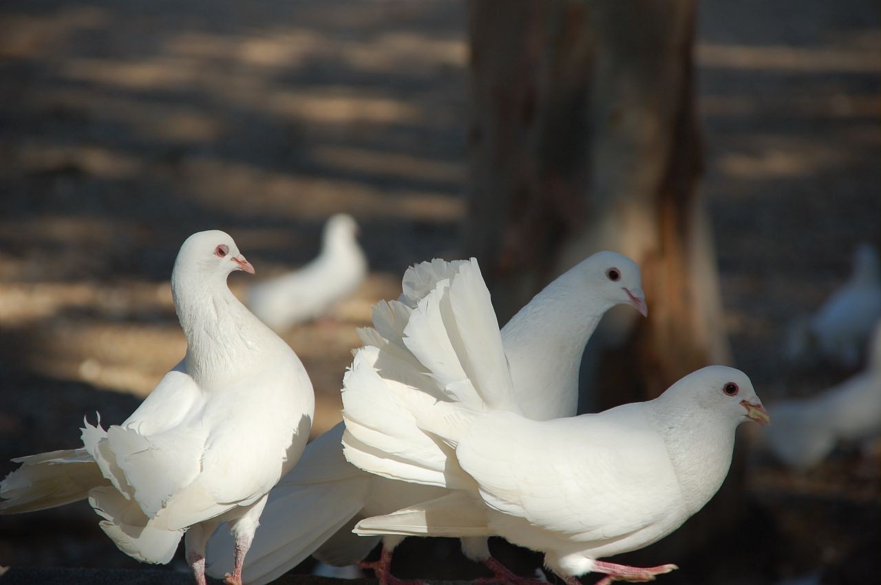 Parc des Oiseaux - Julien Veyssade