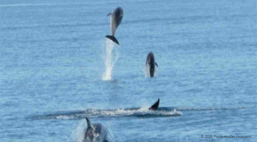 sauts de dauphins - porquerolles evasions 2026