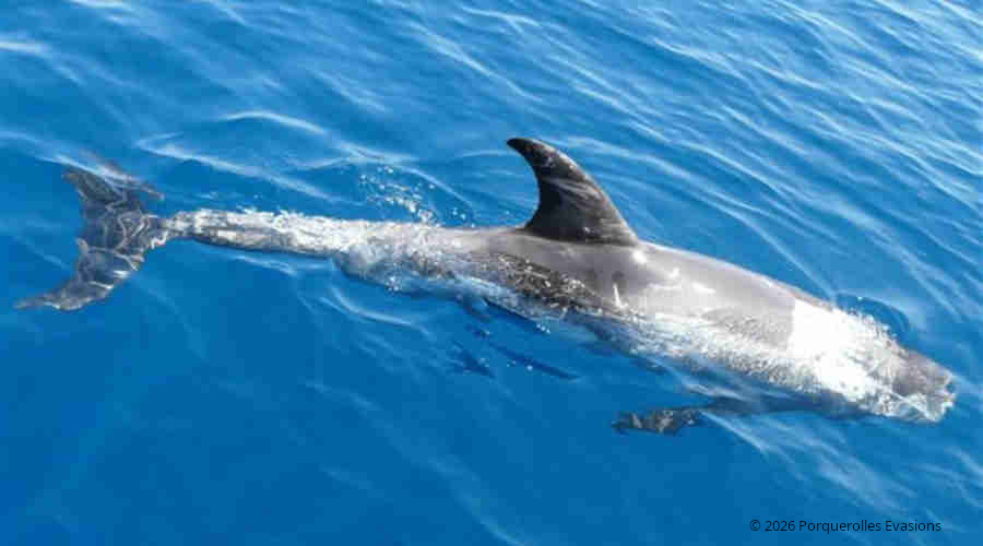 Globicéphale - porquerolles evasions 2026