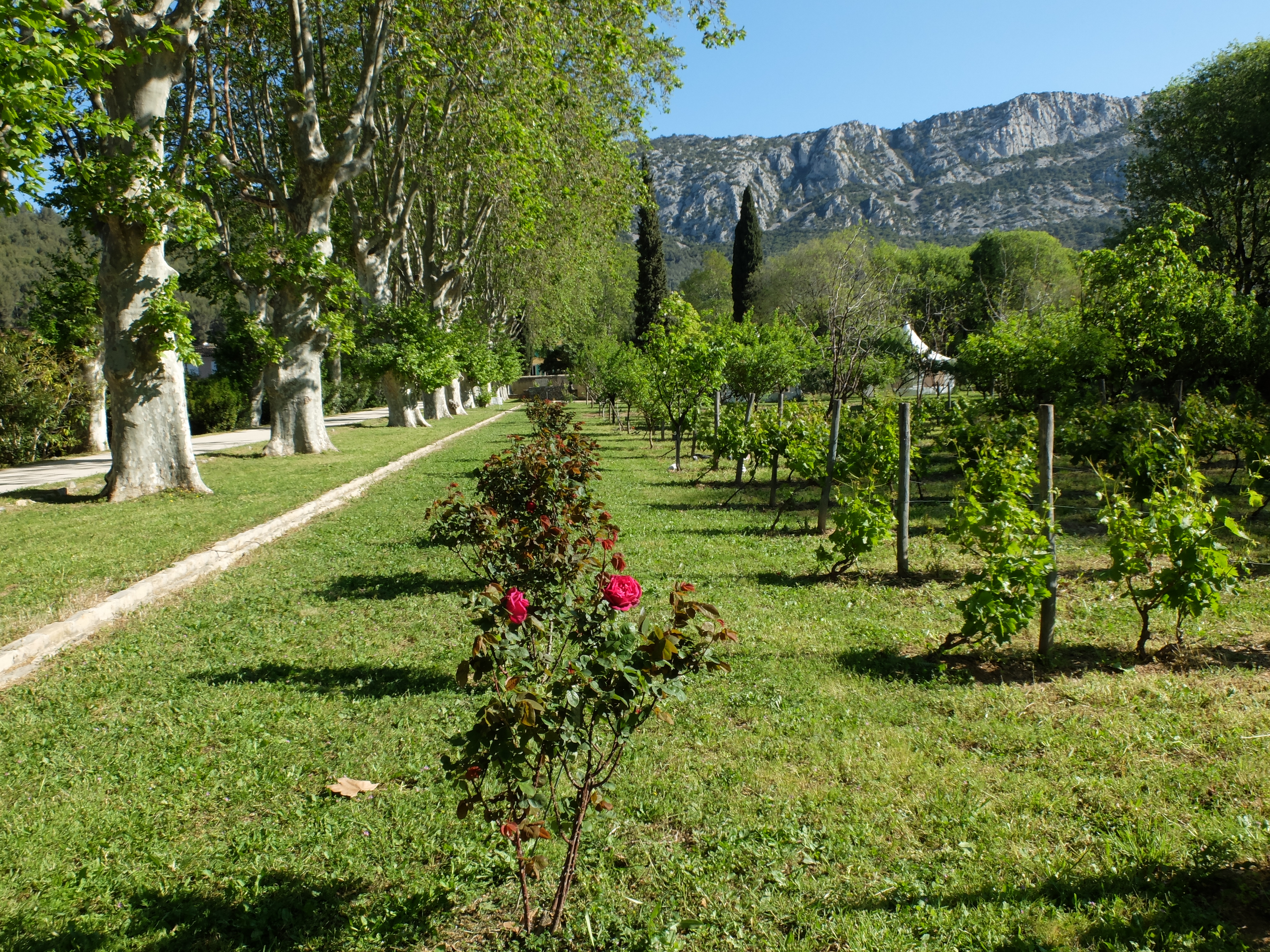 Jardin de Beaudouvin  - La contre allée des platanes - ©sandrinew