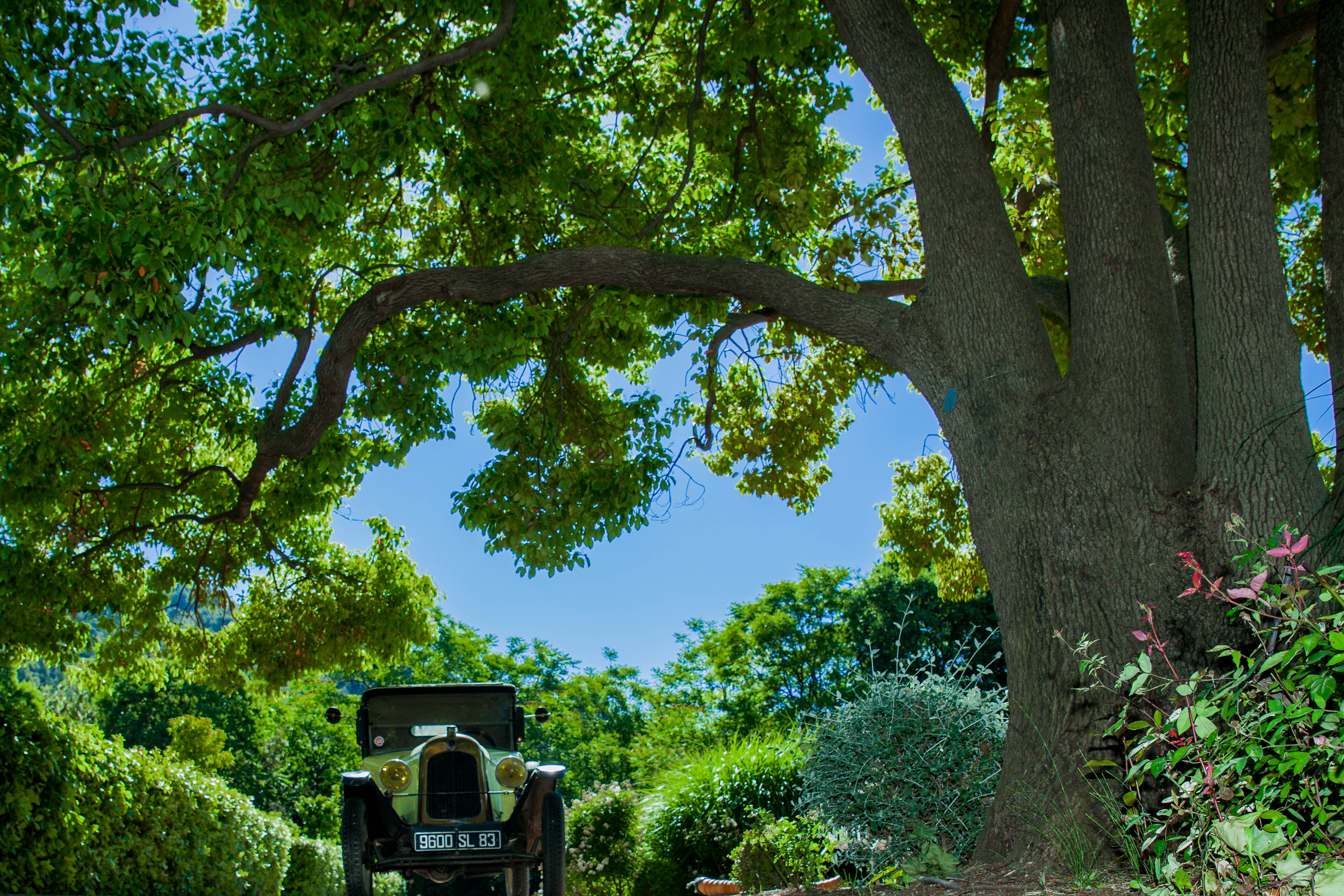 Jardin de Beaudouvin - Le camphrier - ©AndréM