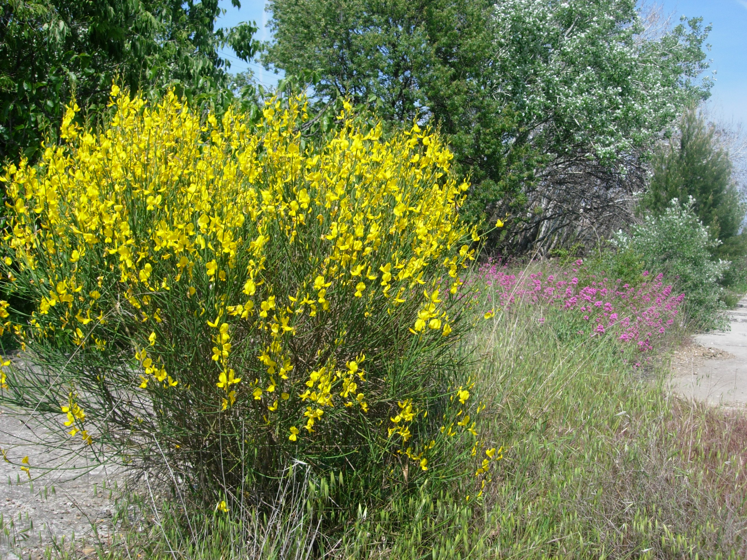 Genêt spartier - Parc national de Port-Cros - HUYNH TAN B.